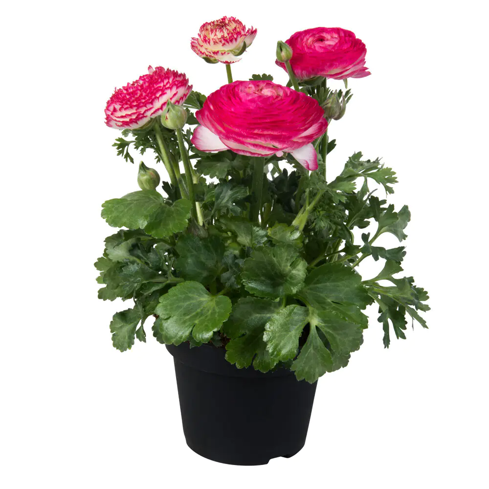 Ranunculus asiaticus Asiatischer Hahnenfuß 17 cm 