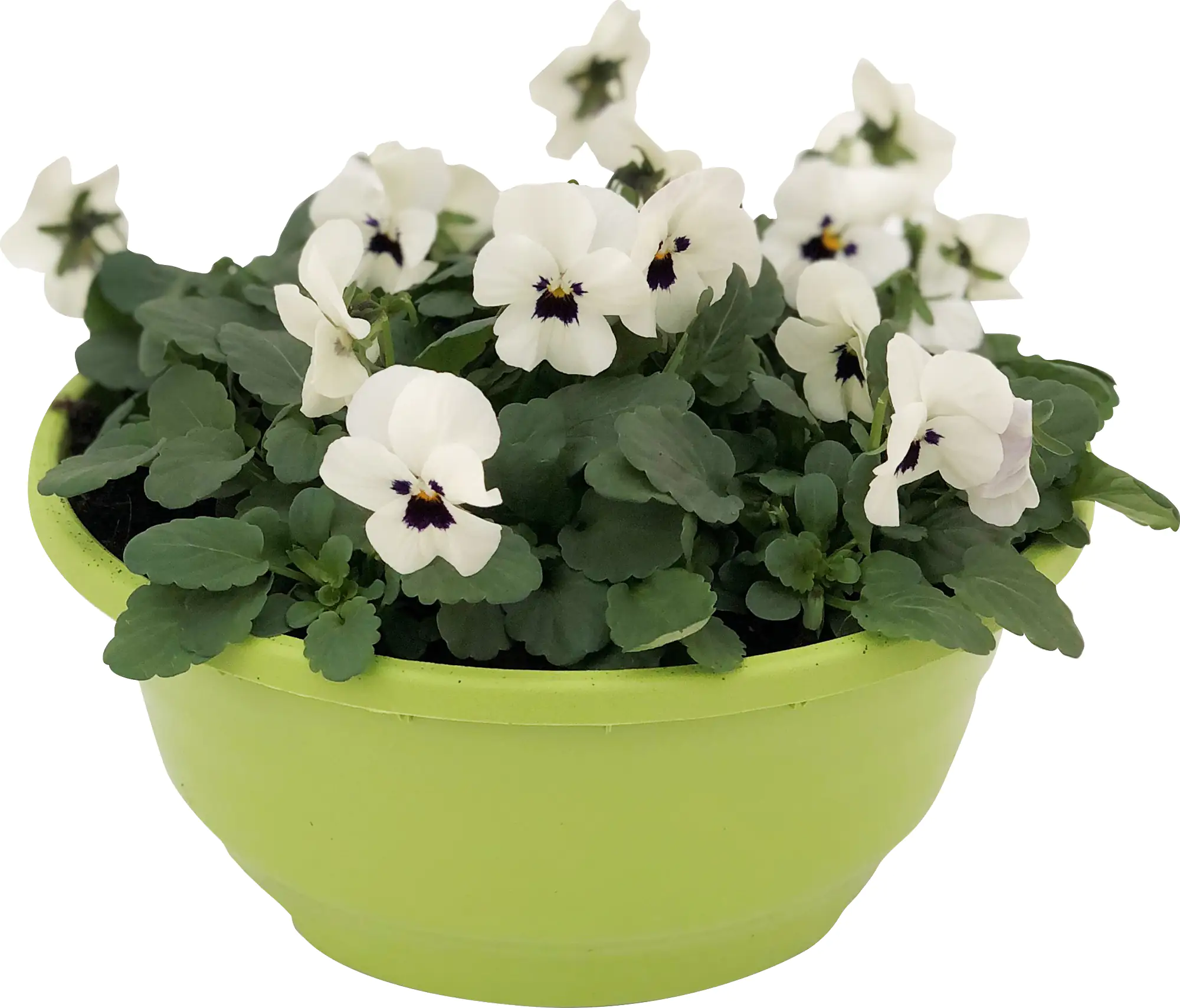 8717929301393_03 Hornveilchen Viola Cornuta H ca. 25 cm, 21 cm Schale