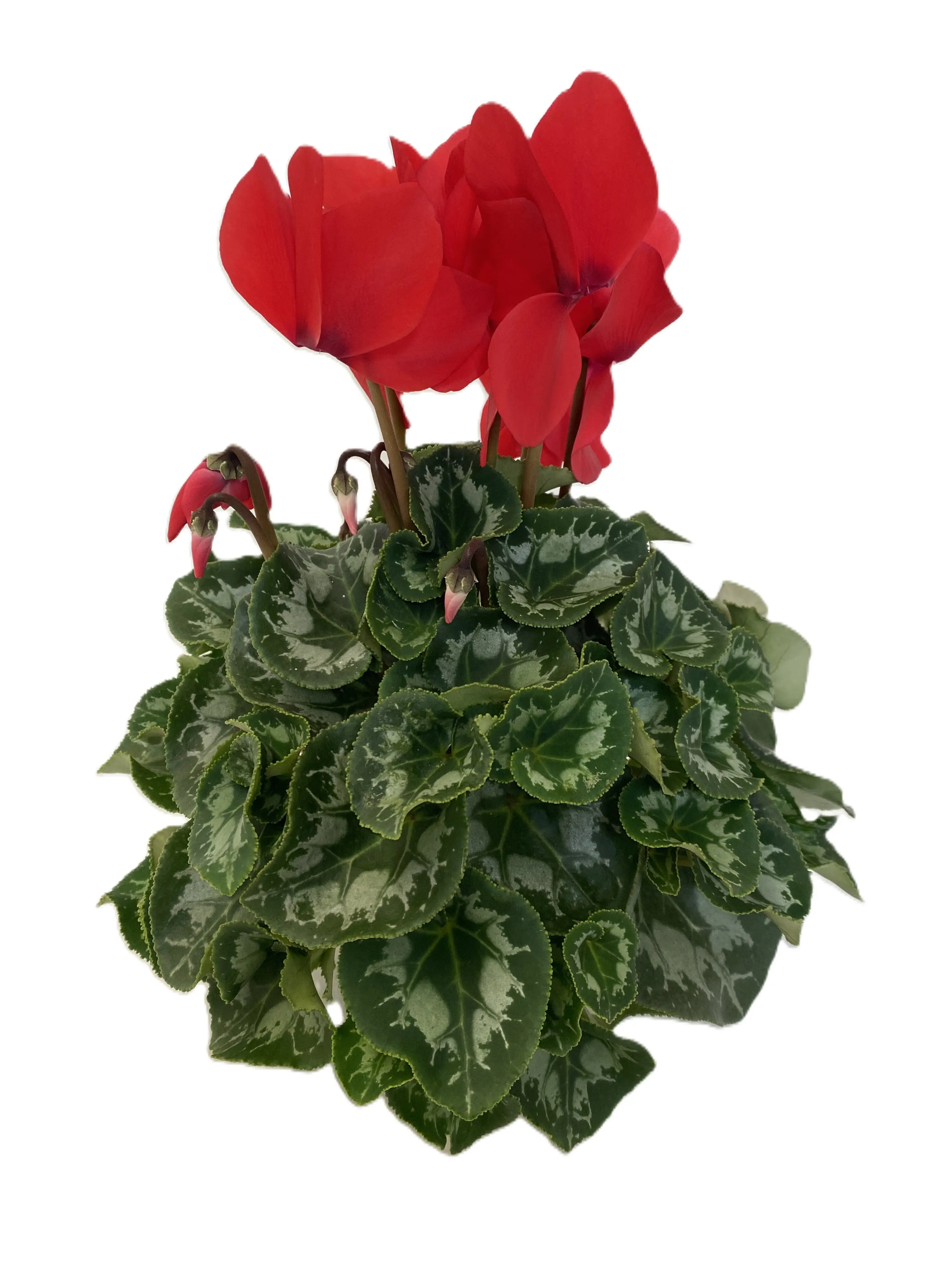 Alpenveilchen Cyclamen Mammoth im 13 cm Topf