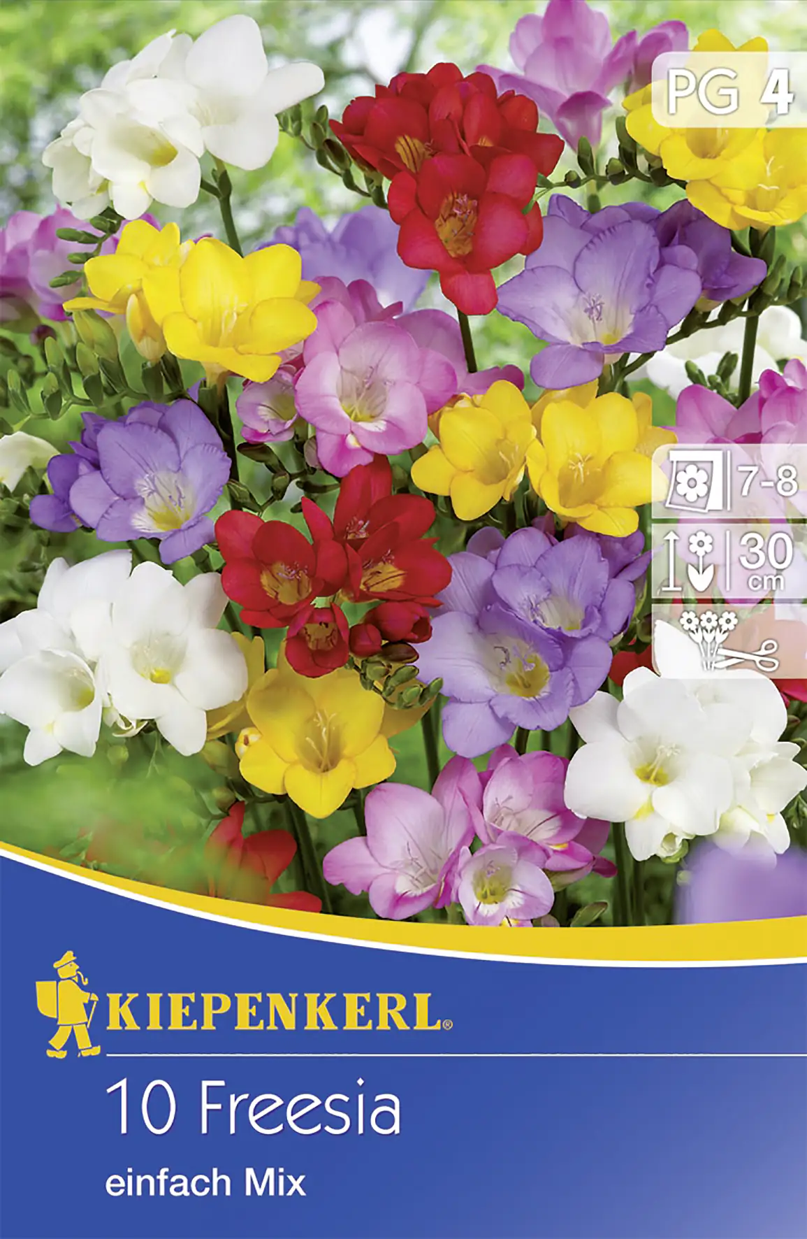 Kiepenkerl Blumenzwiebel Freiland-Freesien einfache Mischung Freesia x Hybrida, Inhalt: 10 Stück