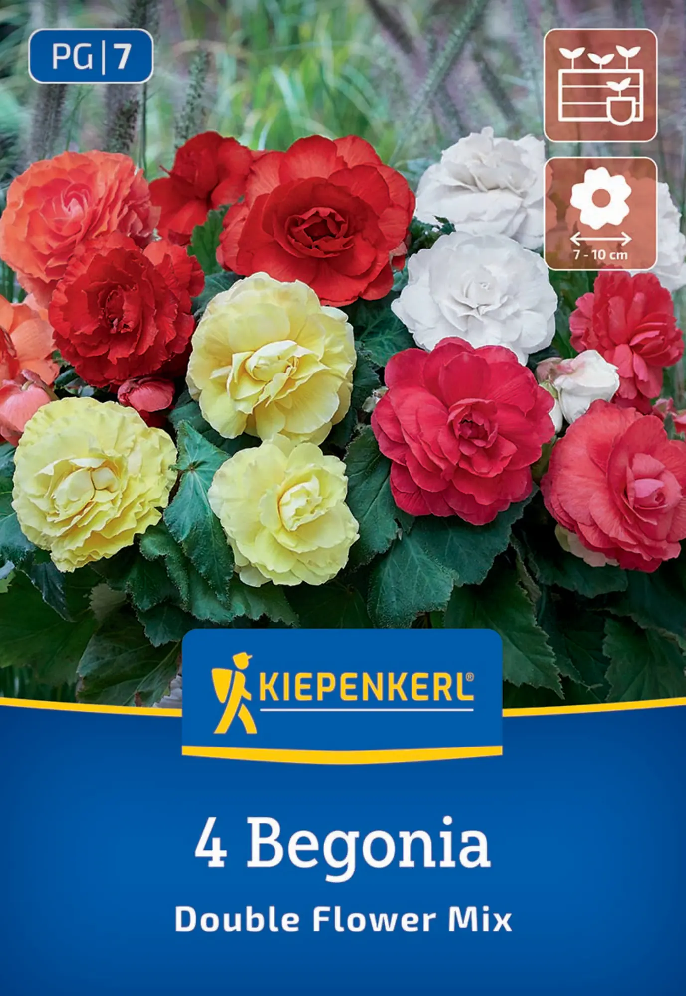 Kiepenkerl Frühjahrsblumenzwiebel Knollenbegonie Gefüllte Mischung 4 Stück