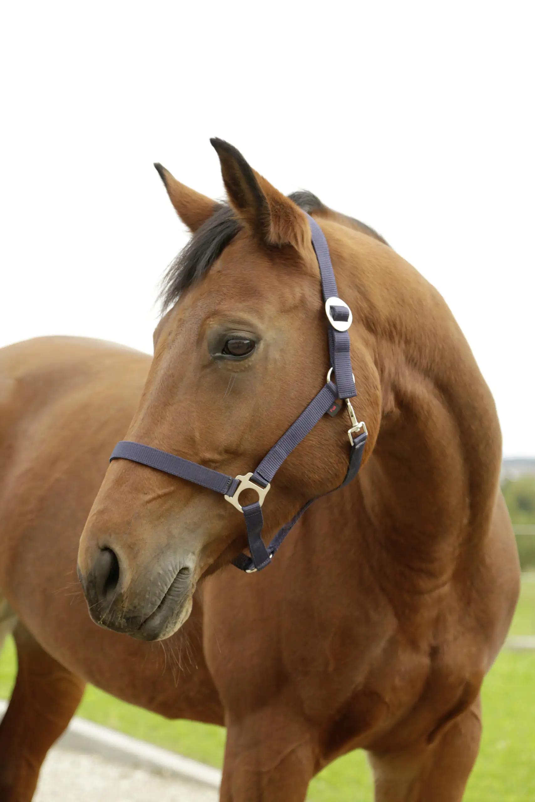 Kerbl Nylonhalfter Hippo, Full marine