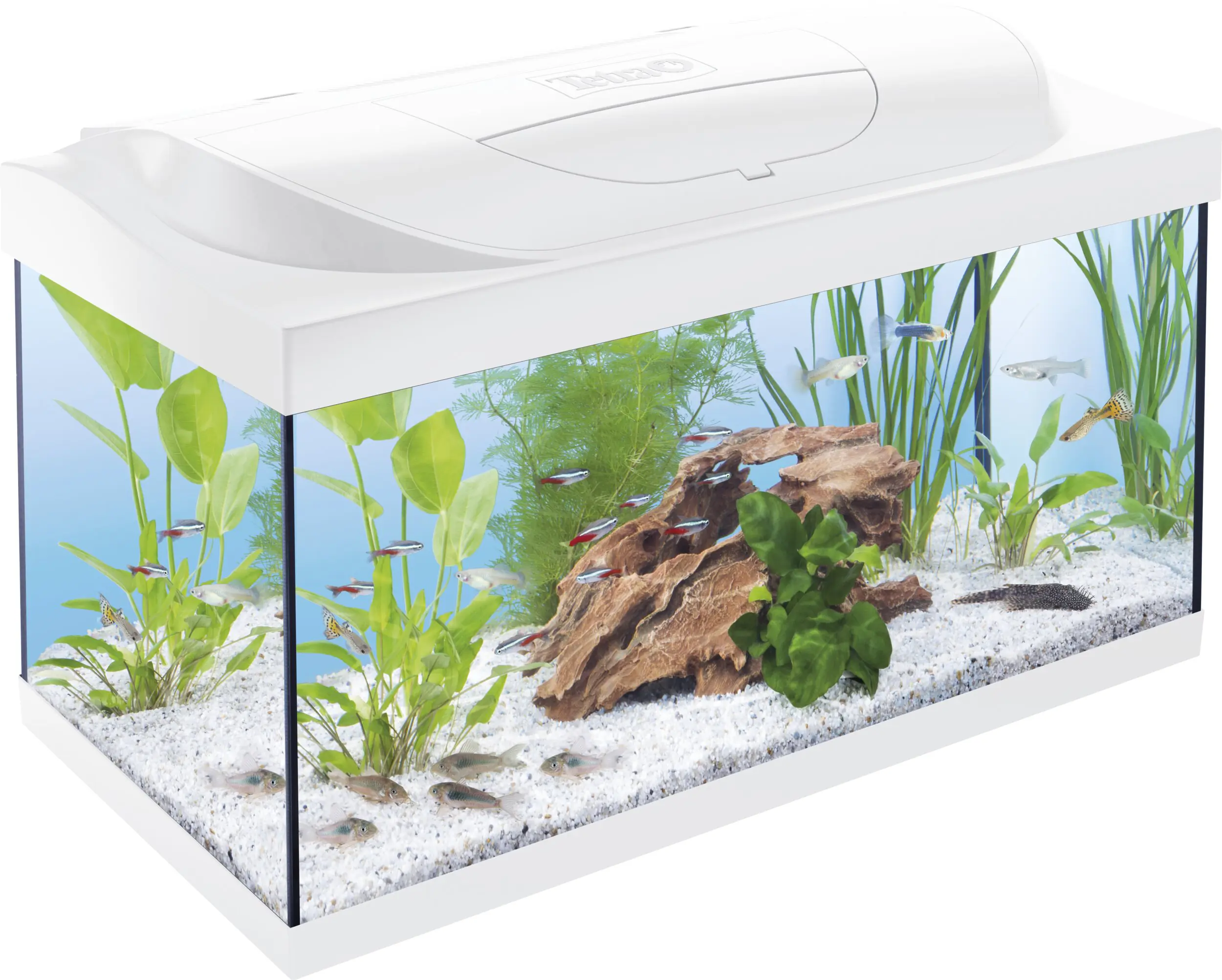 Tetra Aquarium Starter Line LED 54 L weiß