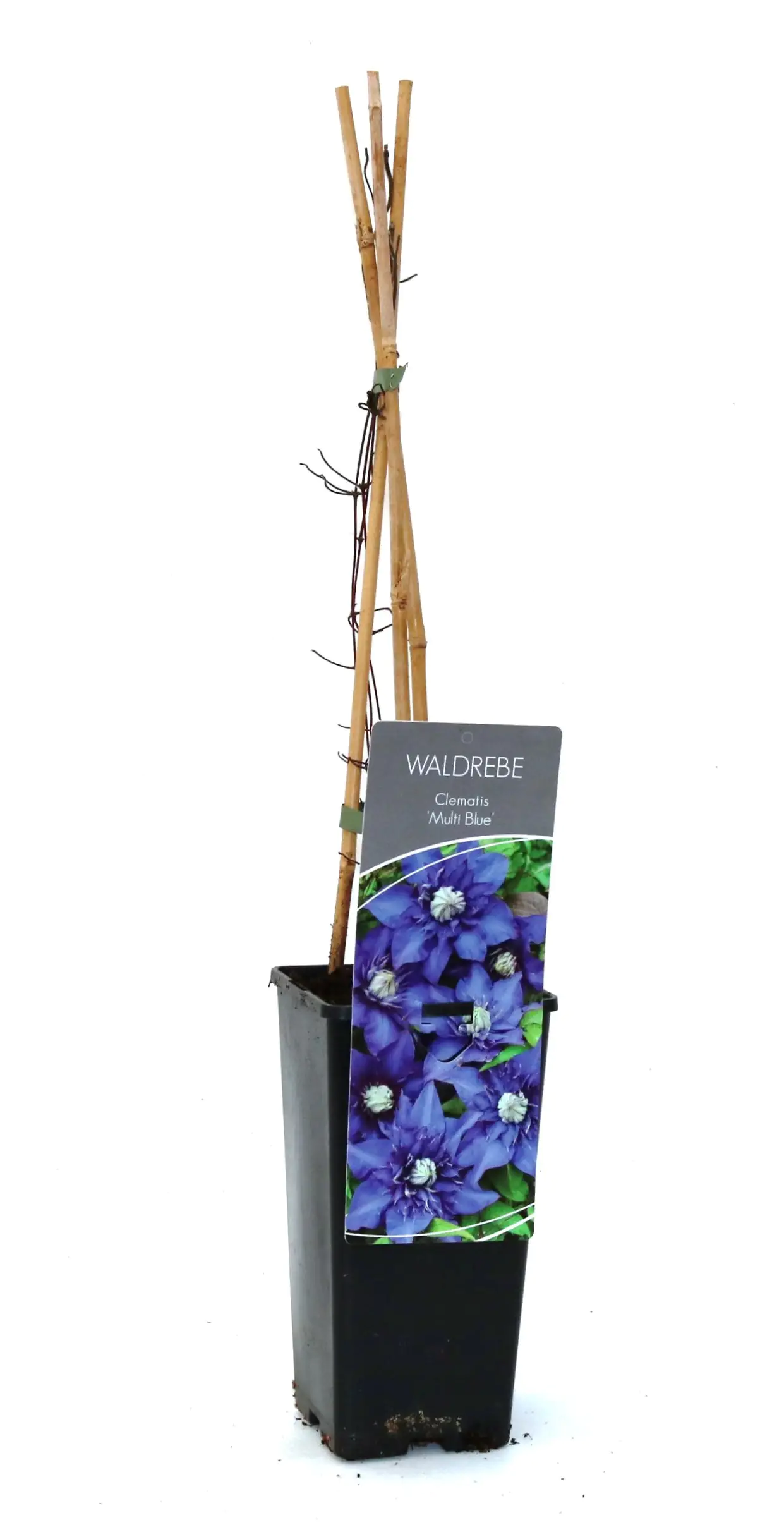 4029395002365 Waldrebe Clematis blau H 40 - 60 cm 2 L Eckcontainer