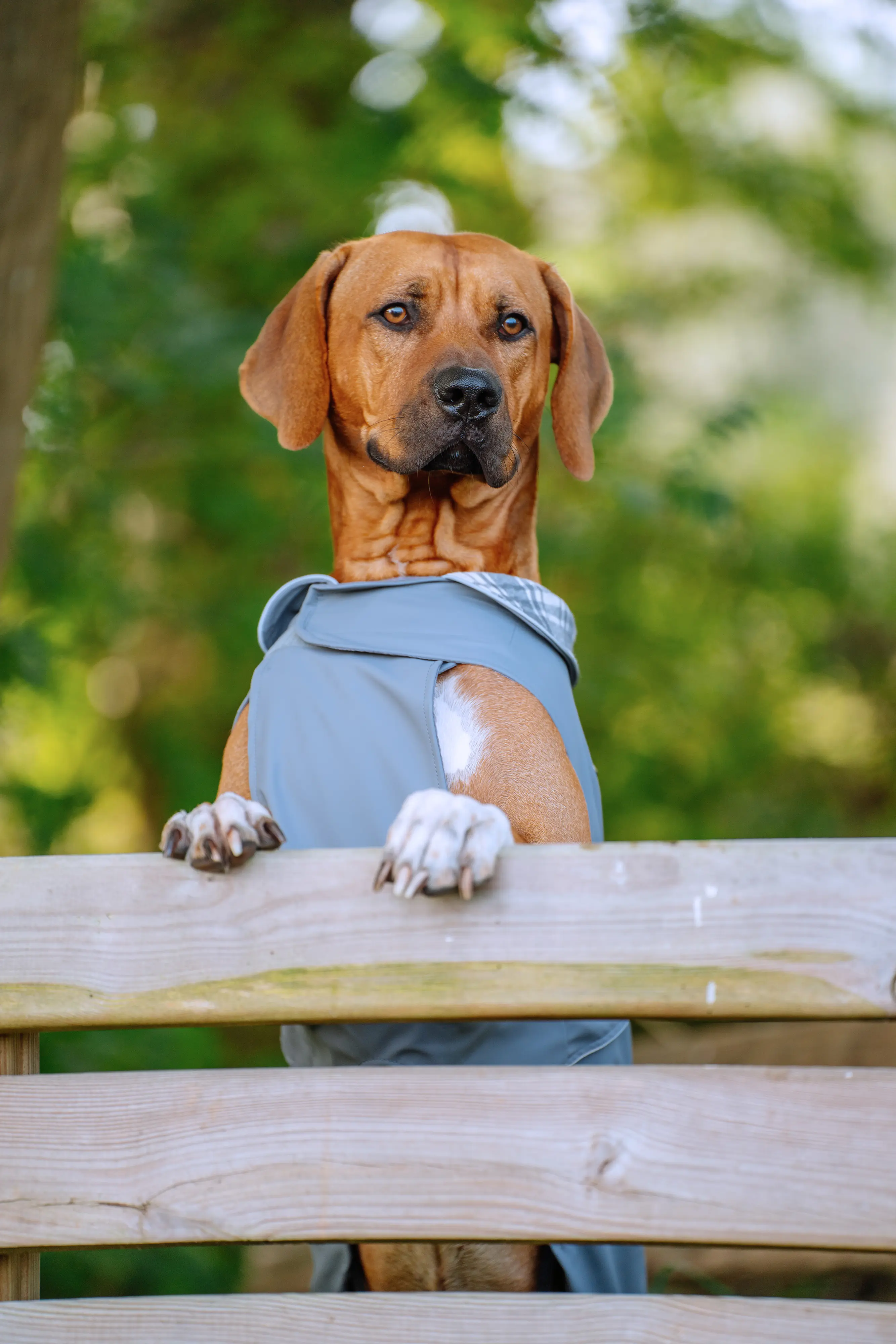 Nobby Hundemantel Sela grau