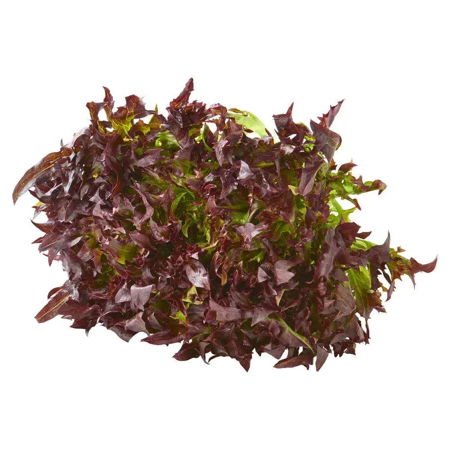 Bio Sweet crisp frisee rot 6er- Schale