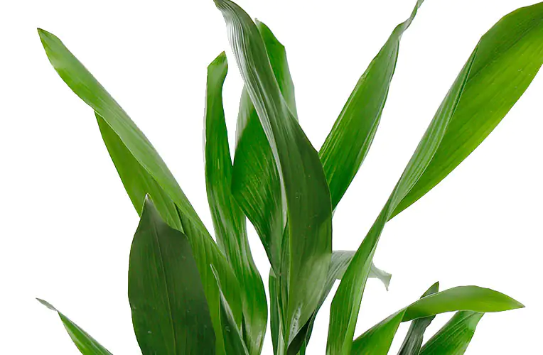 8717929777655_1 Aspidistra Elatior Schusterpalme 40-60 cm 17 cm Topf