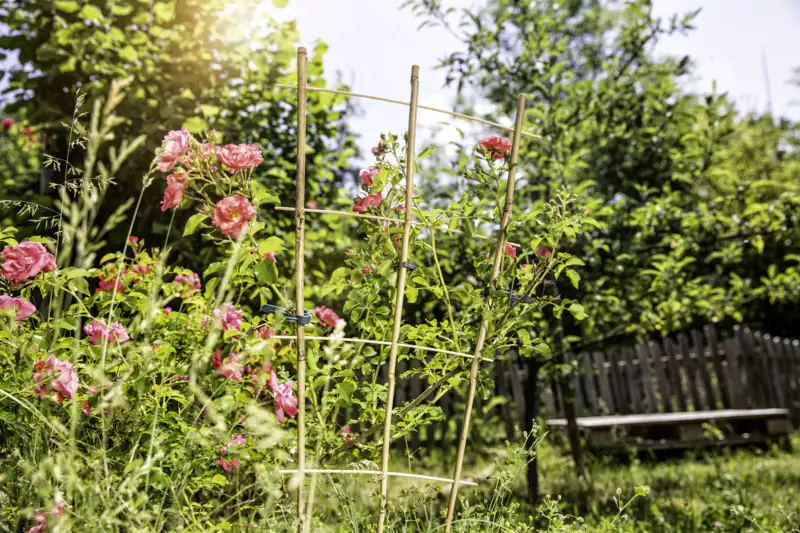 Rankgitter 50 x 25 cm