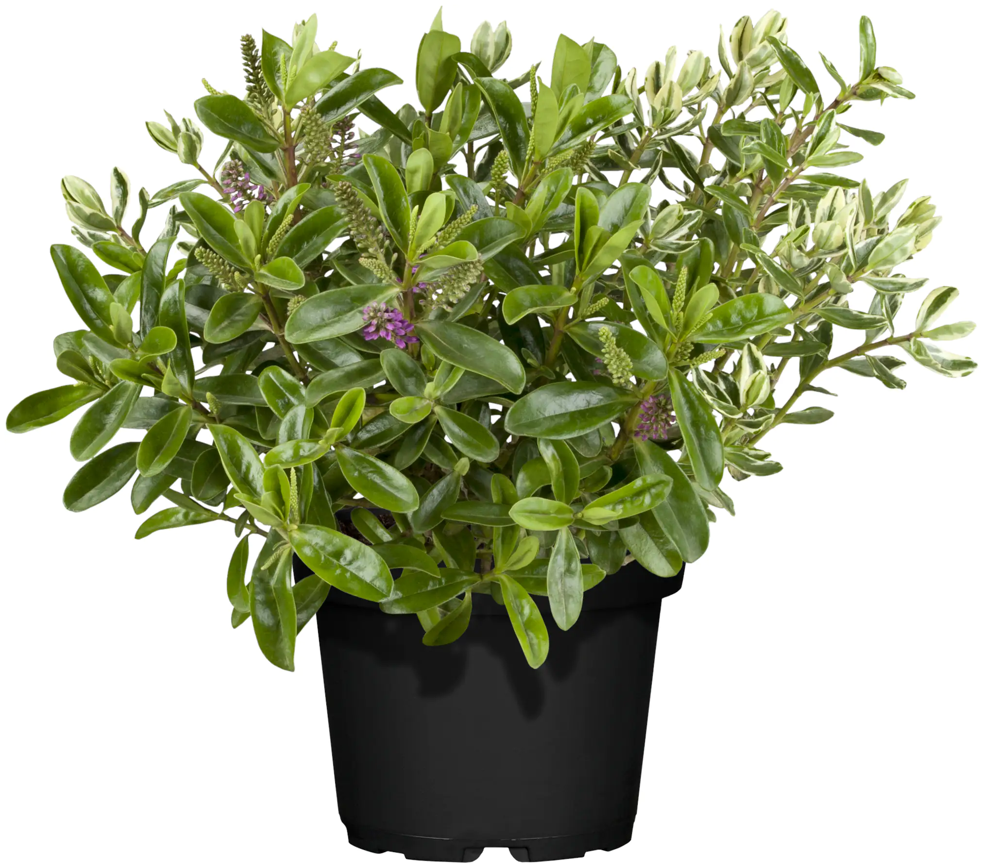 Veronika Hebe twin 12 cm Topf