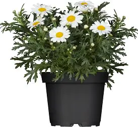 Margeriten Busch Argyranthemum frutescens weiß 13 cm Topf