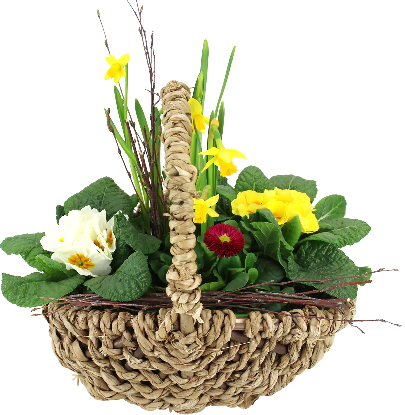 Frühlingsarrangement Primel Gänseblümchen und Osterglocke 29x20 cm Seegraskorb