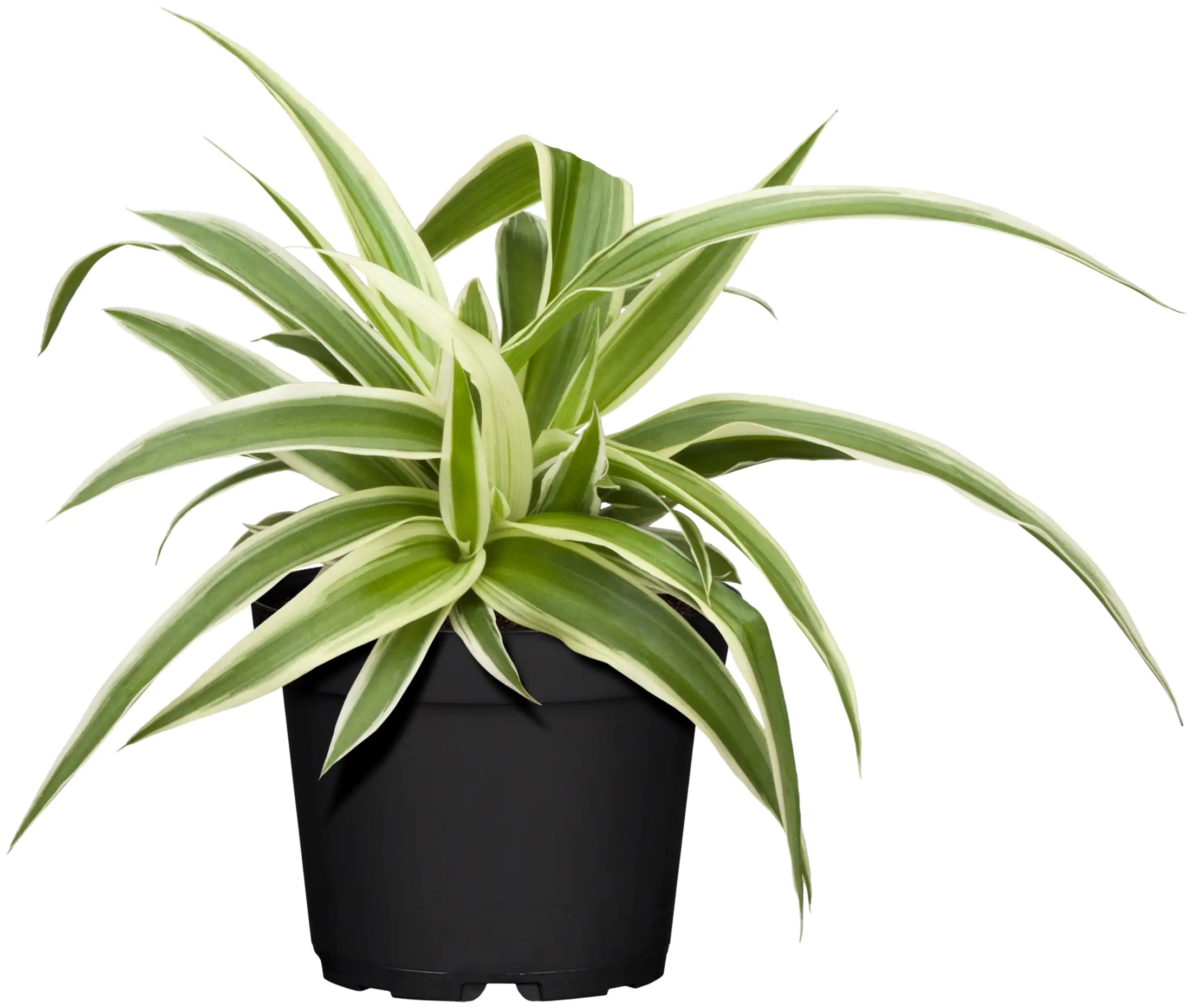 Grünlilie Chlorophytum Ocean H ca. 15 cm 10,5 cm Topf Grünlilie Chlorophytum Ocean H ca. 15 cm 10,5 cm Topf