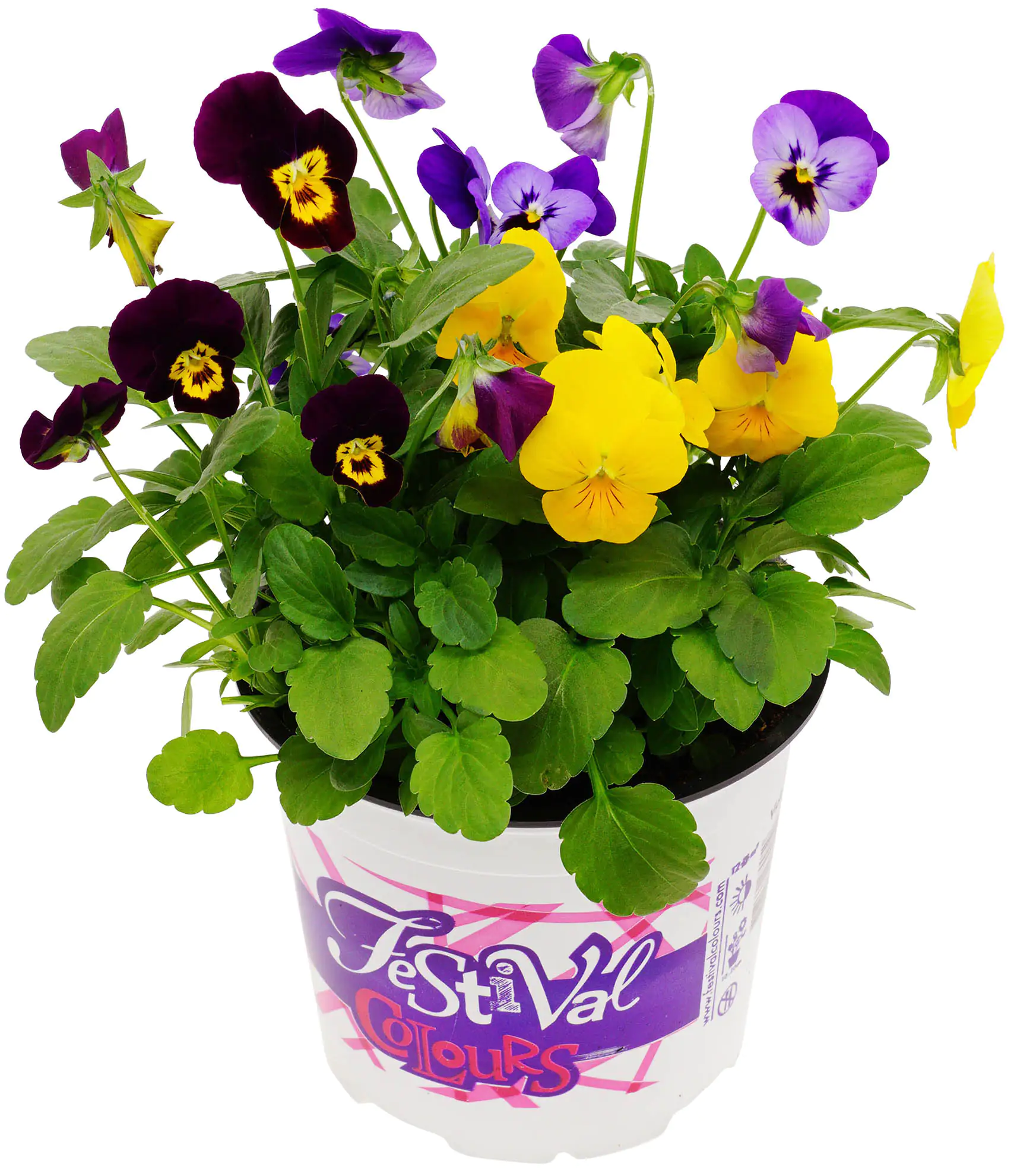 8717432342098_03 Hornveilchen Viola Cornuta Festival Colours H 17 cm 12 cm Topf
