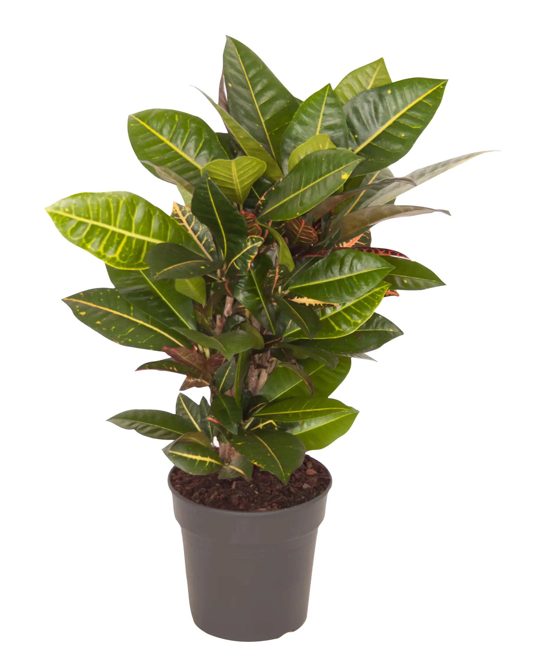 Wunderstrauch Codiaeum variegatum Petra H ca. 55 cm 19 cm Topf