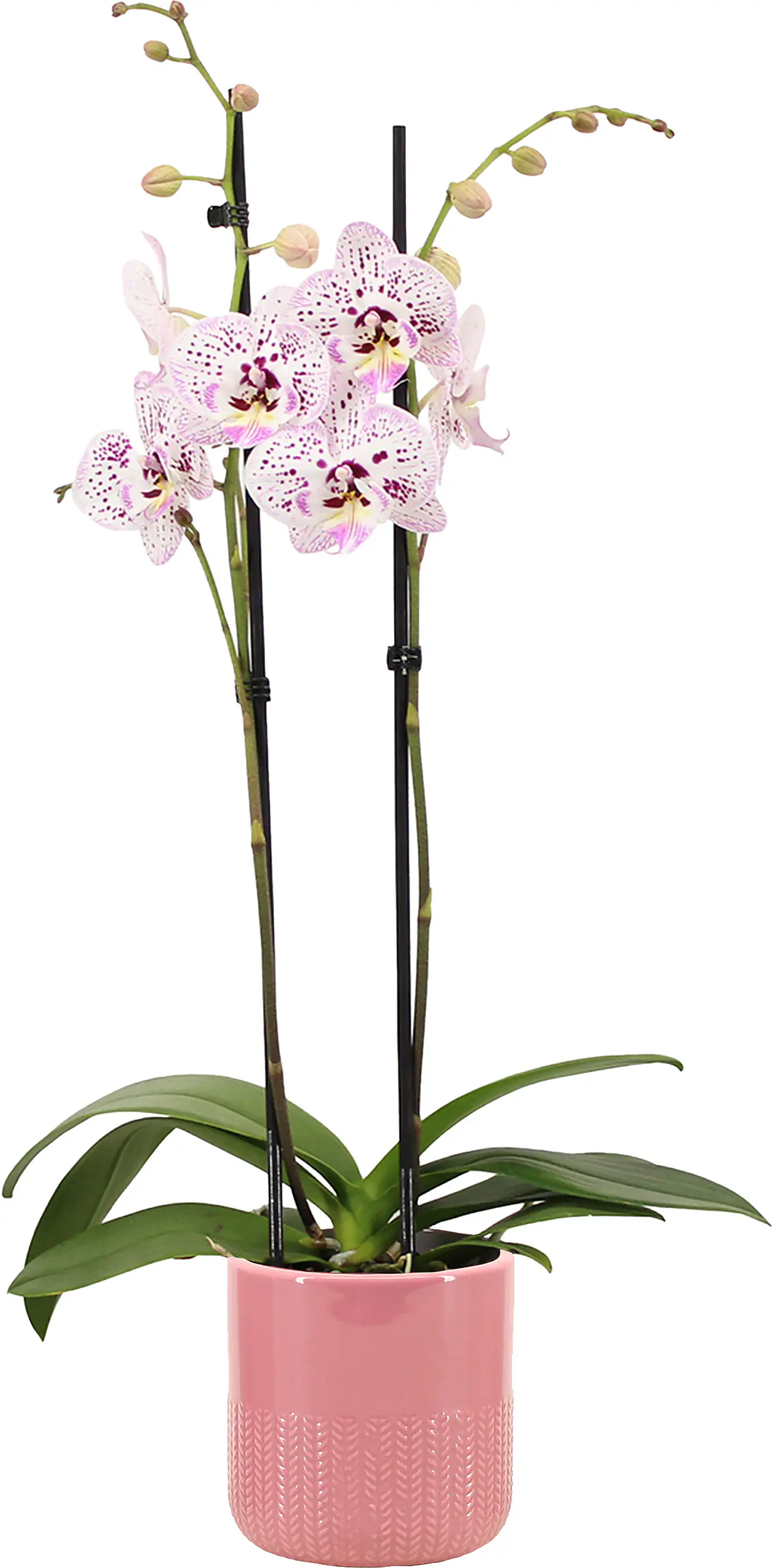 Orchidee Phalaenopsis 2 Trieber mit 12 cm Keramiktopf