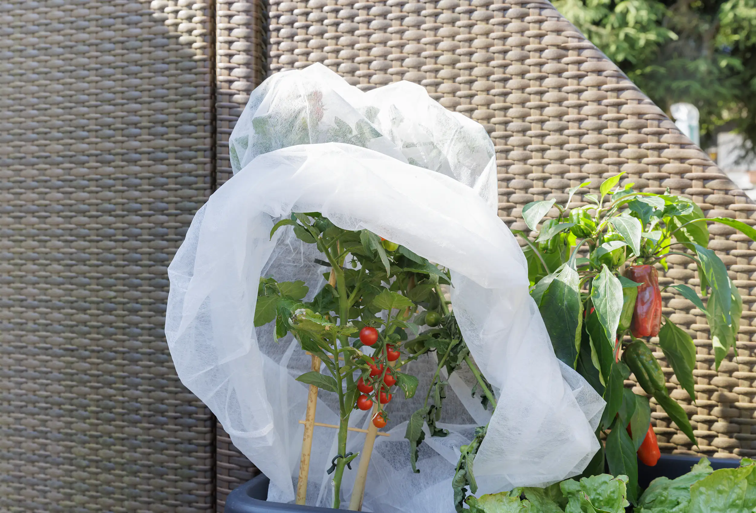 TrendLine Tomatenvlies 0,8 x 5 m