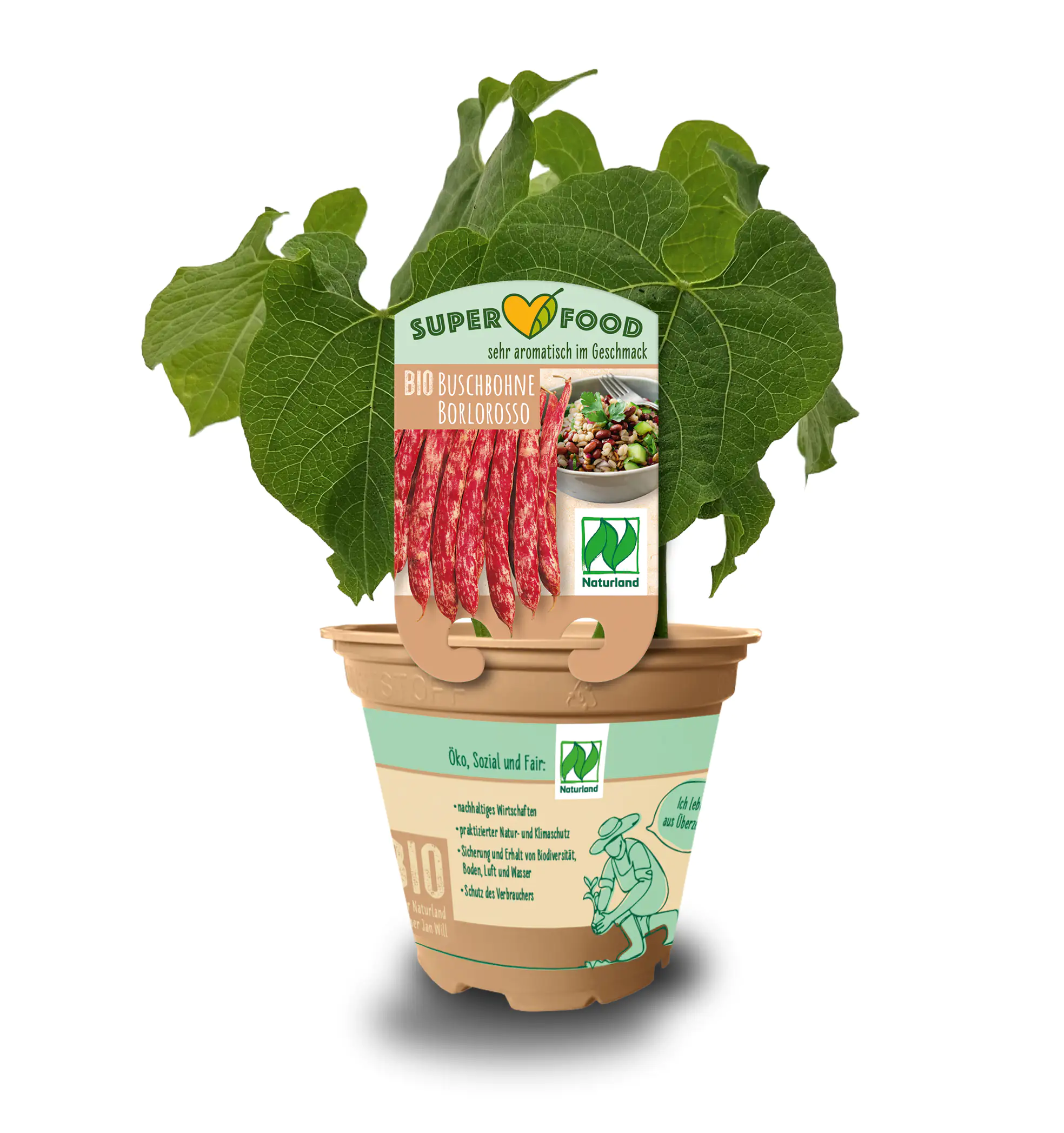 Phaseolus vulgaris var. Nanus Buschbohne 13 cm Topf