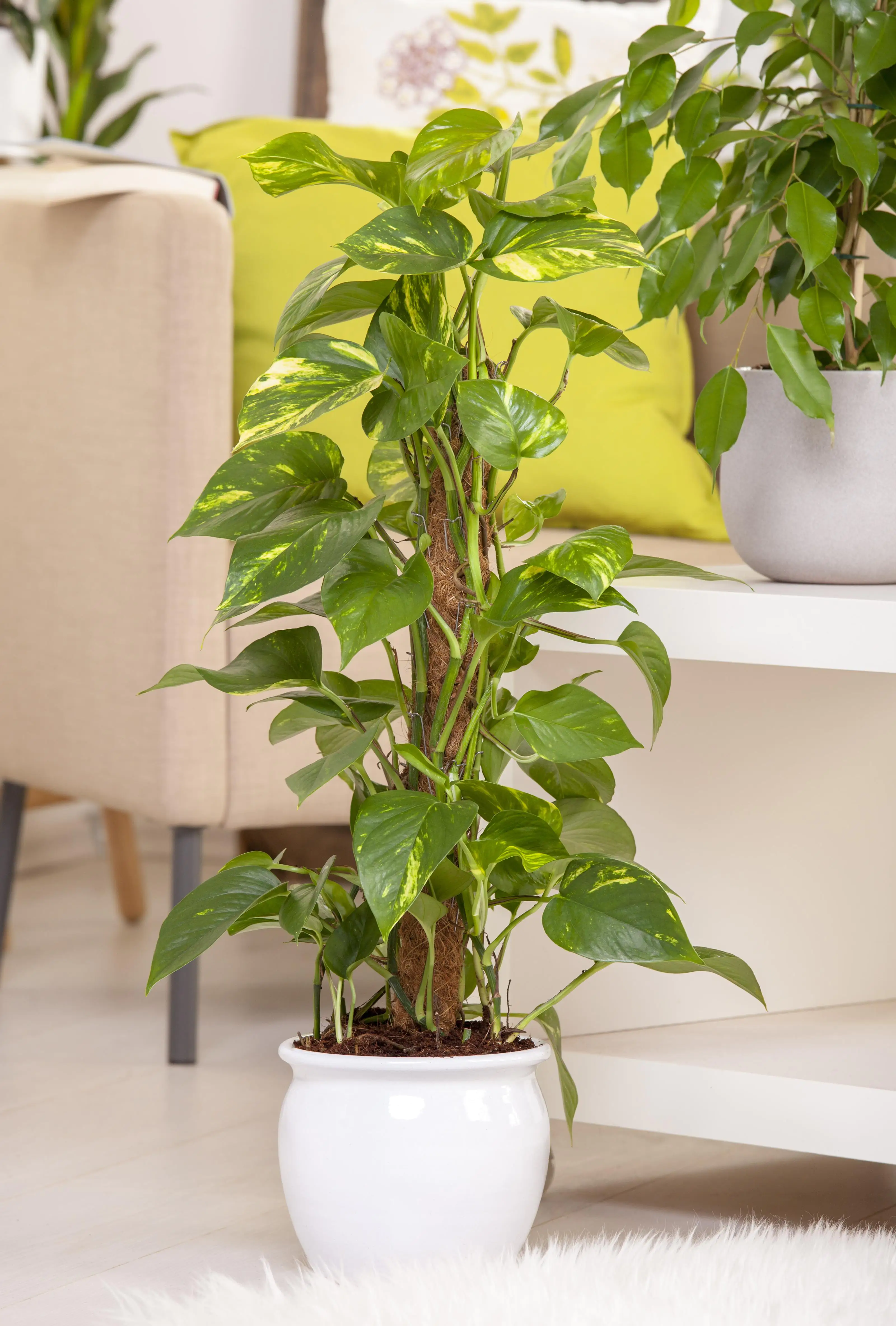 Efeutute Scindapsus Moosstaab H ca. 80 cm 19 cm Topf