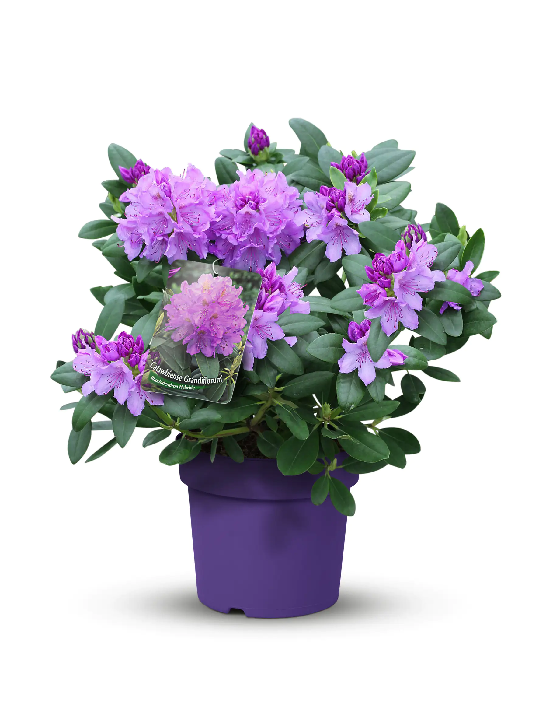 Alpenrose Rhododendron 21 cm Topf, 30-40 cm hoch Alpenrose Rhododendron 21 cm Topf, 30-40 cm hoch