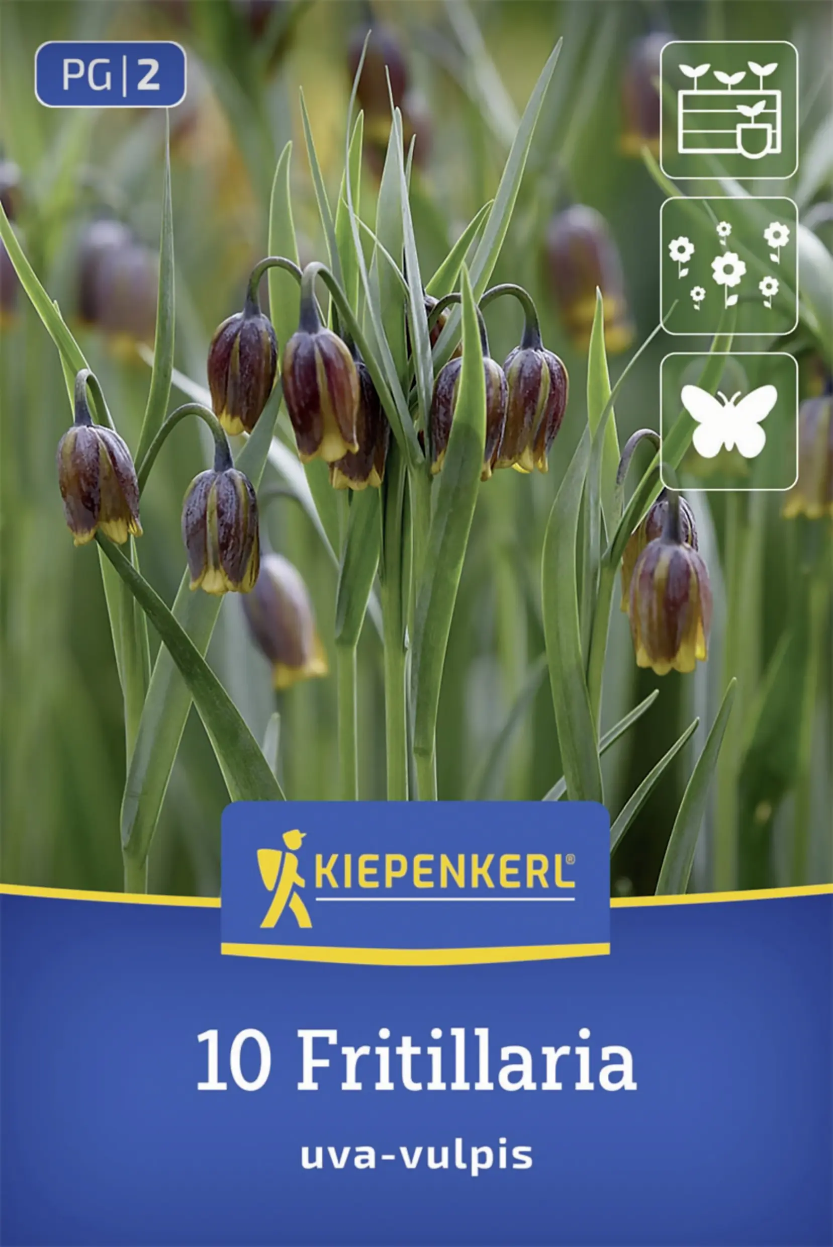 Kiepenkerl Fuchstraube gelb/orange/rot 10 Stück