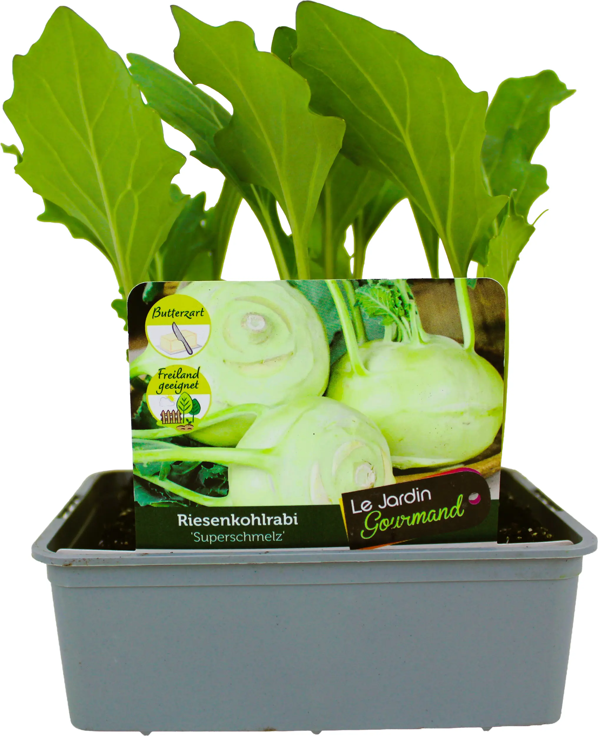 Kohlgemüse"Le Jardin Gourmand" Kohlrabi Superschmelz 6er Schale