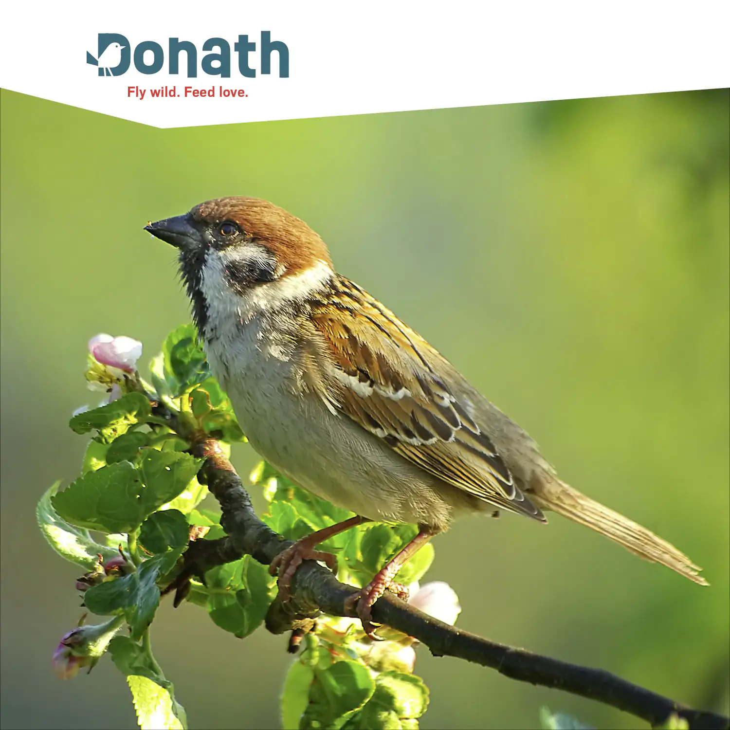 4260681740442_2833907 Donath Meisenknödel Energie-Knödel Insekten 6 Stück