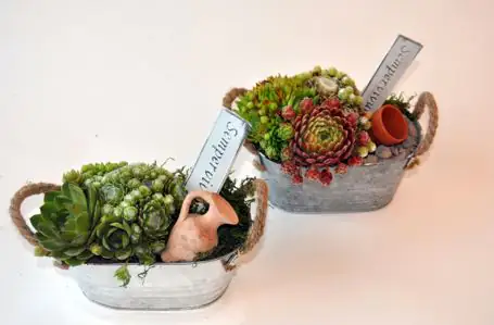 Arragement Hauswurz Sempervivum 13 cm Zinkschale