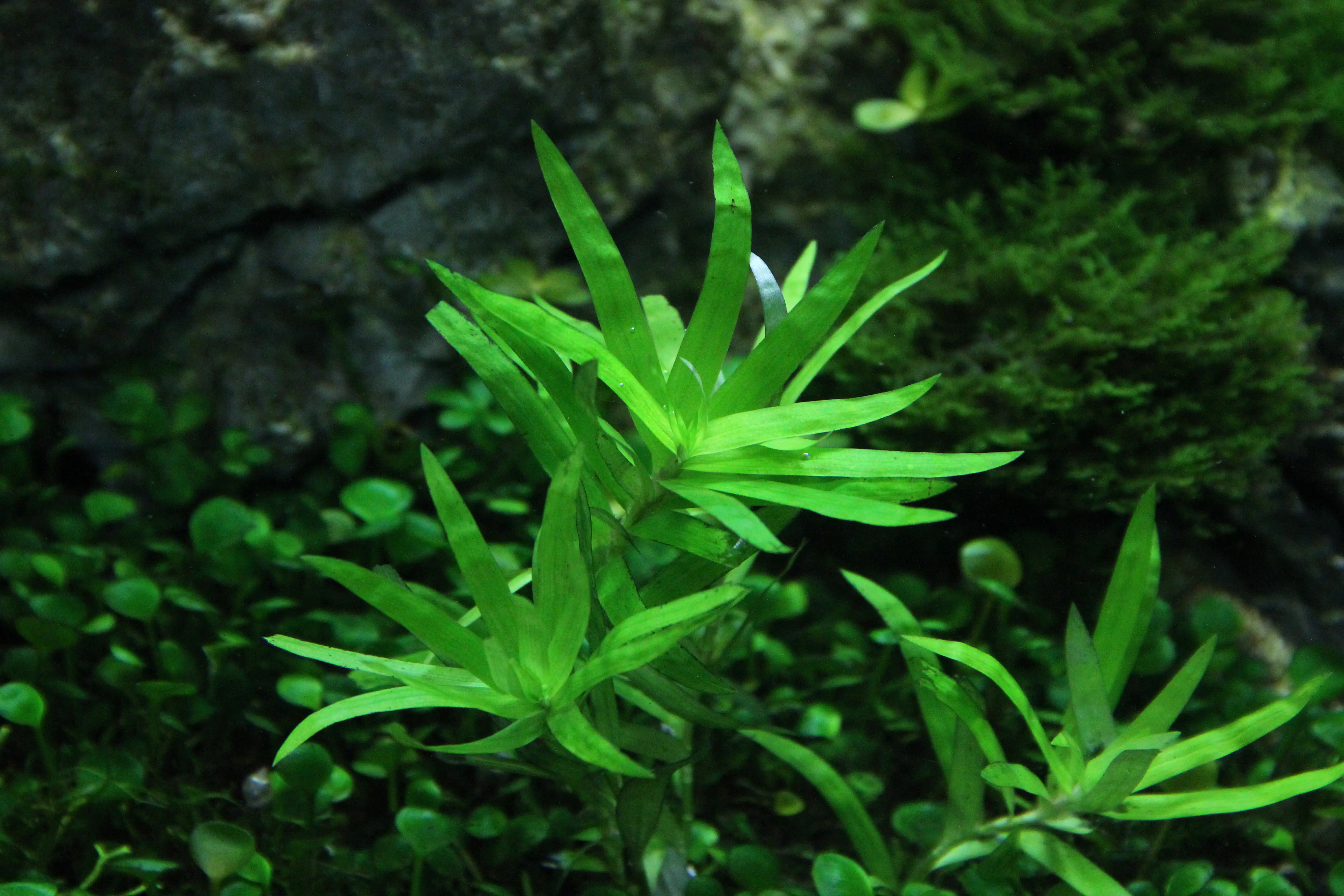 4001615300116_3 Dennerle Aquarienpflanze Heteranthera zosterifolia InVitro