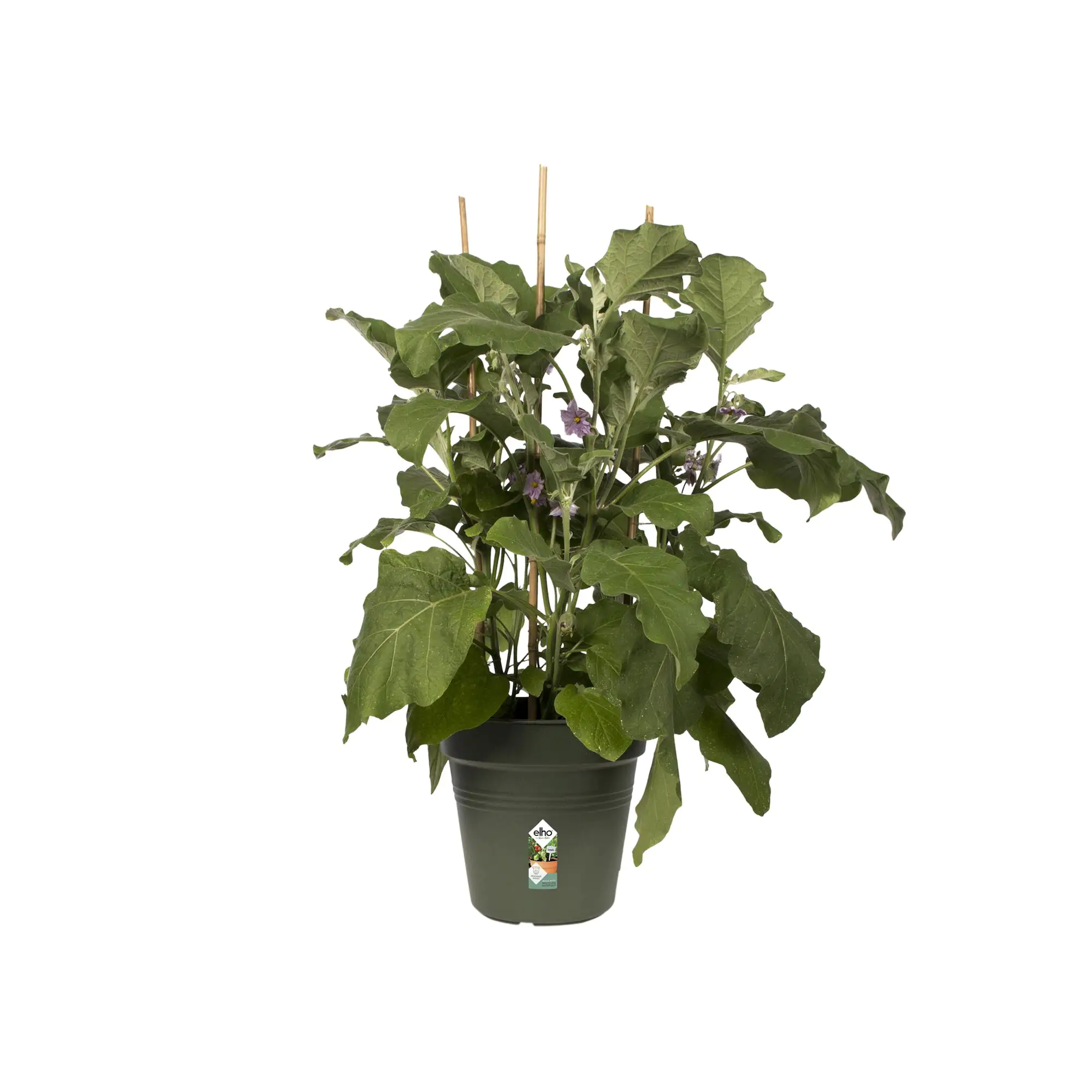 Elho Pflanztopf Green Basics Ø 17 x 16 cm laubgrün Elho Pflanztopf Green Basics Ø 17 x 16 cm laubgrün