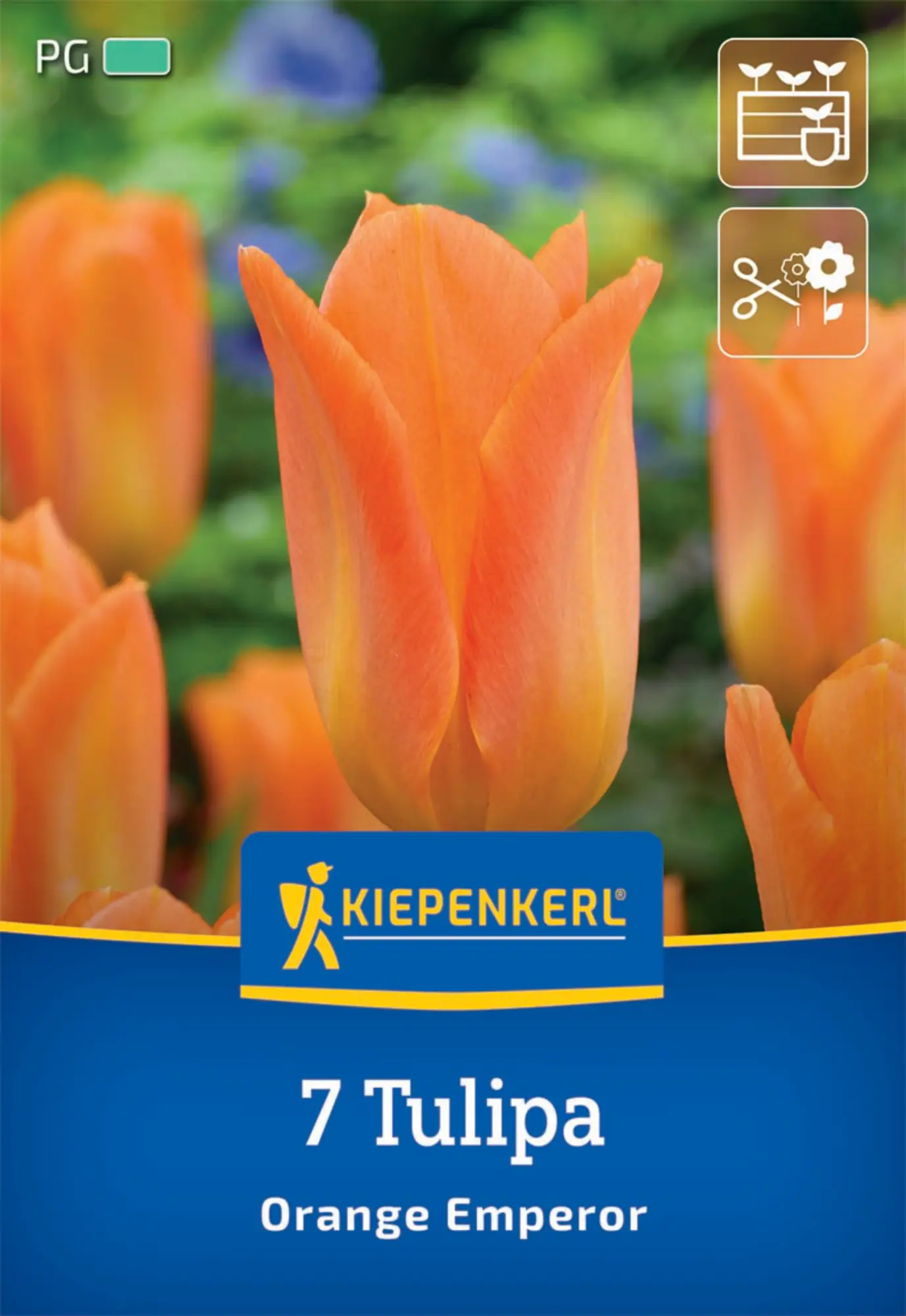 Kiepenkerl Herbstblumenzwiebel Fosteriana-Tulpe Orange Emperor 7 Pflanze