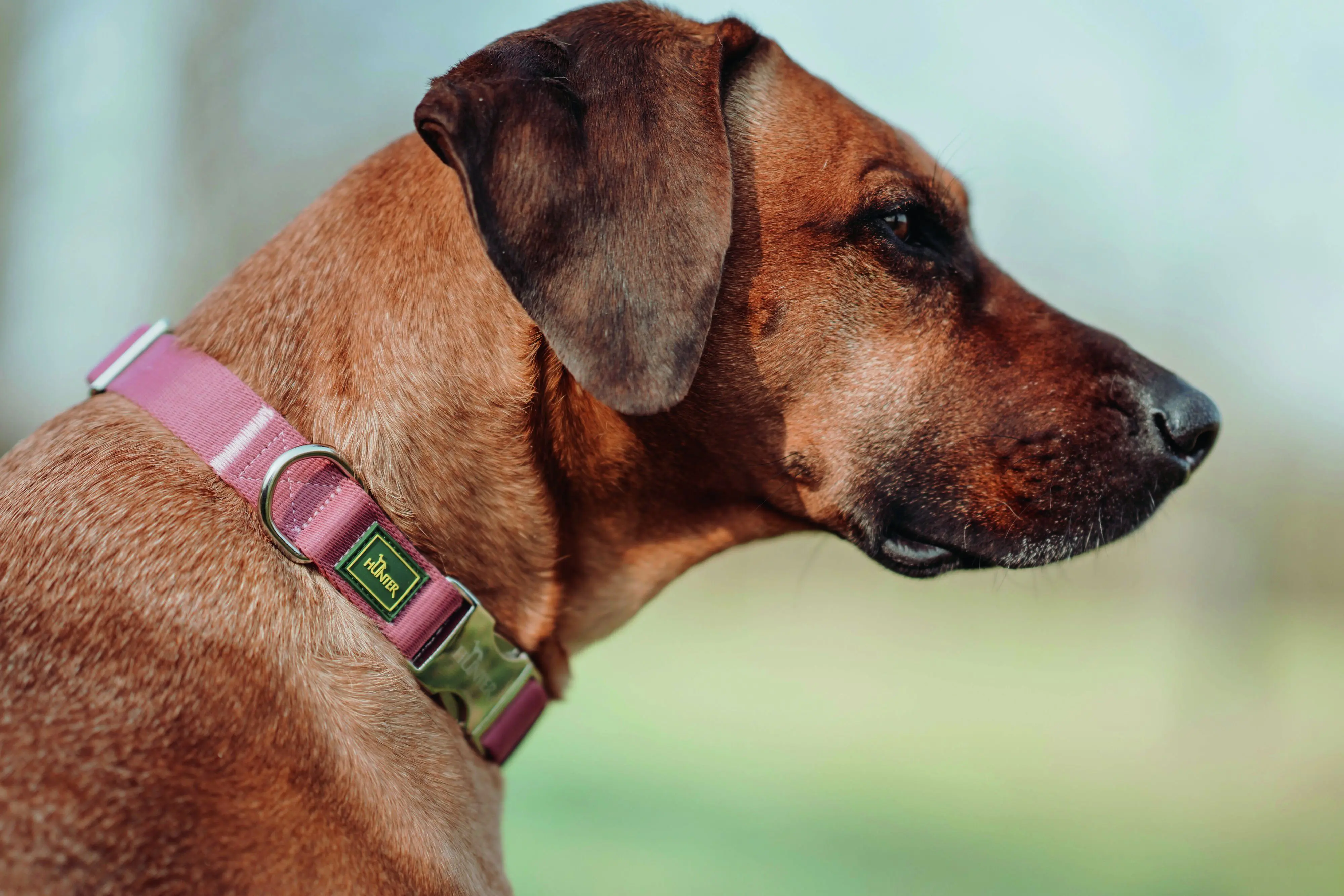 Hunter Hundehalsband Inari Alu-Strong L pastellrot