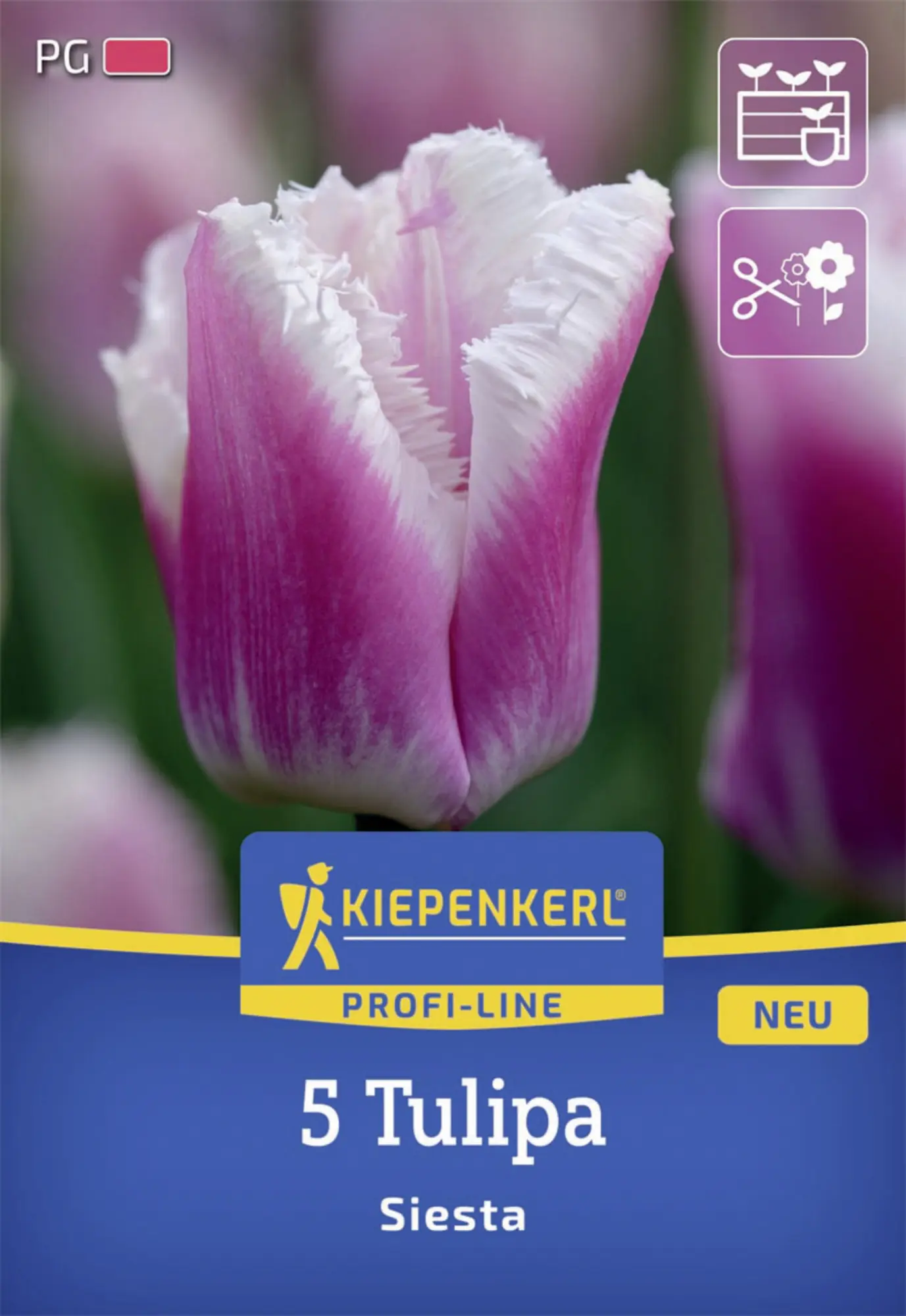 Kiepenkerl Herbstblumenzwiebel Profi-Line Tulpe Siesta 5 Stück