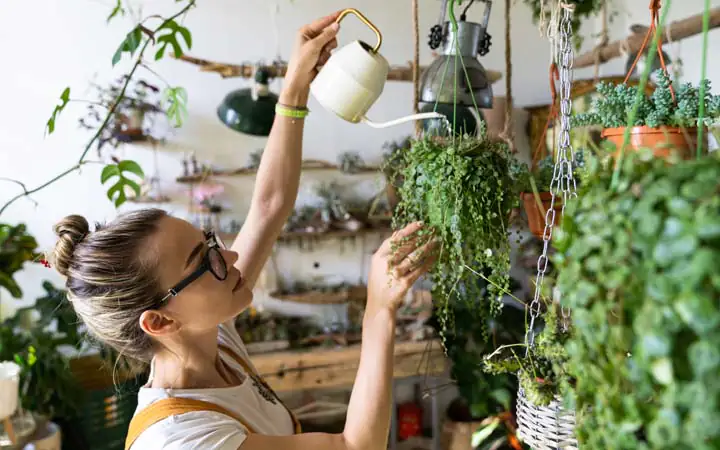 Zimmerpflanzen pflegen – mit diesem Ratgeber zur Pflanzenpracht