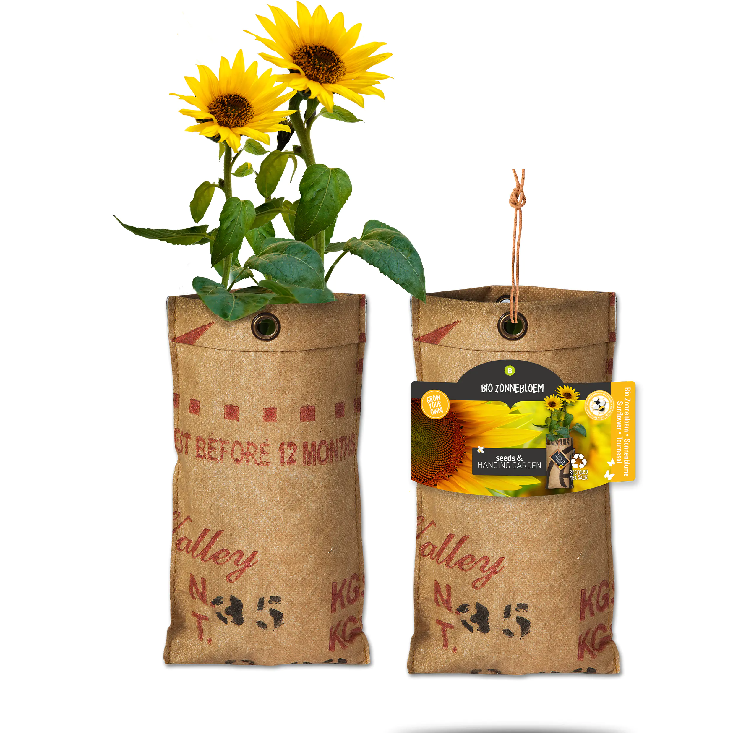 Baza Seeds hängender Garten Bio Sonnenblume Baza Seeds hängender Garten Bio Sonnenblume