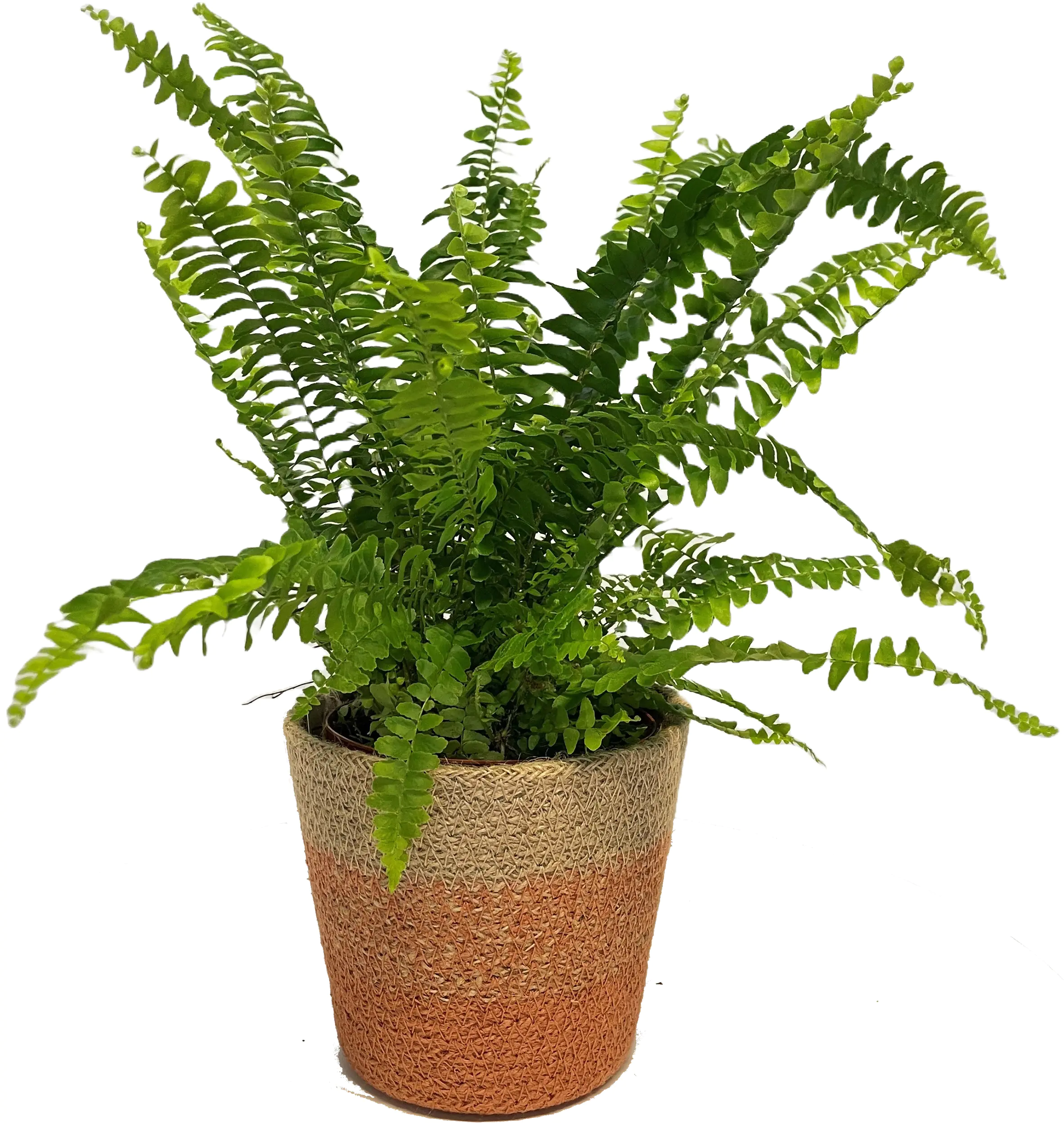 Nephrolepis Phlebodium Schwertfarn 12 cm im Korb