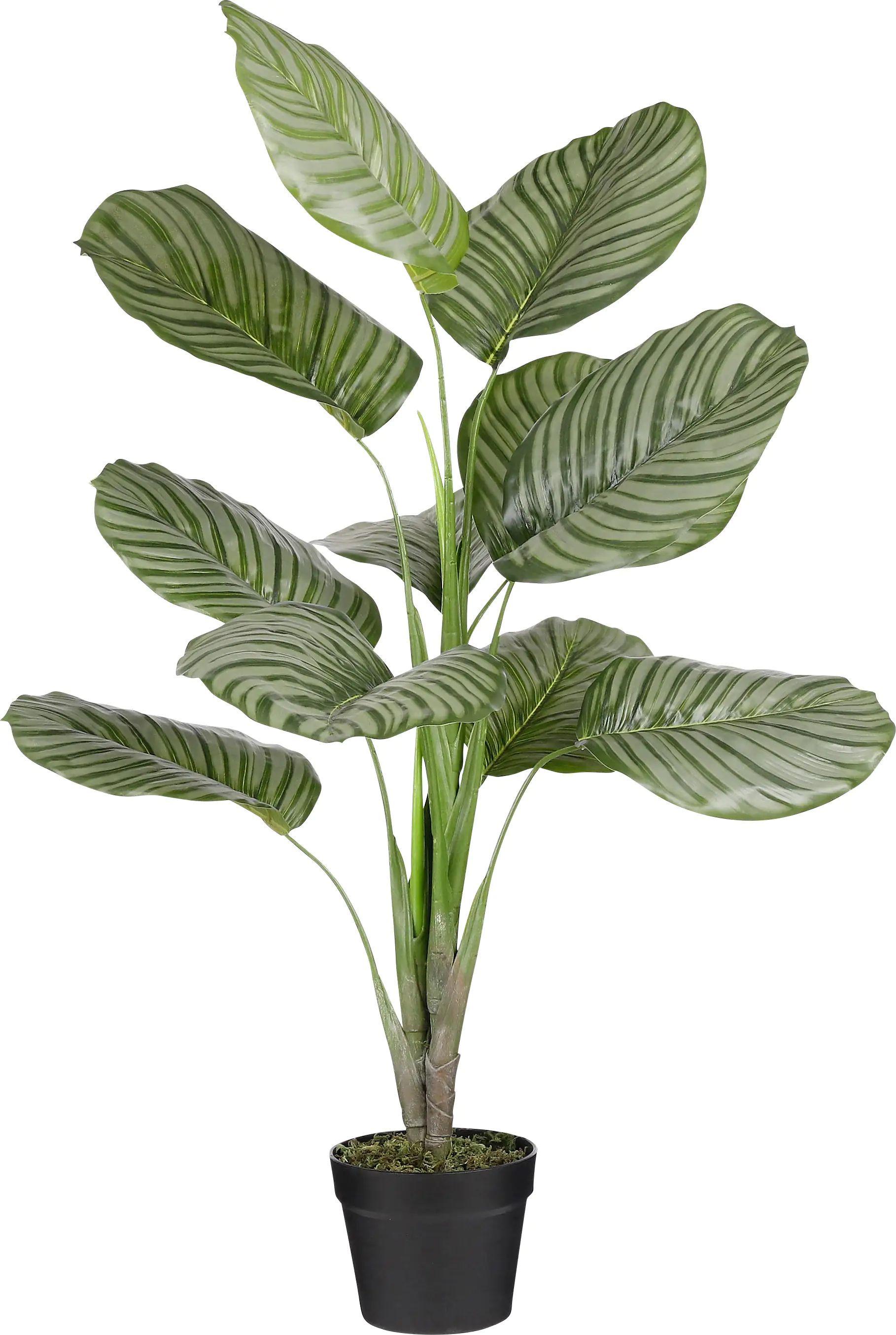 Mica Kunstpflanze Calathea orbifolia im Topf grün 90 x 60 cm Mica Kunstpflanze Calathea orbifolia im Topf grün 90 x 60 cm