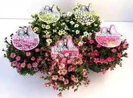 Polsterstauden Rock Collection Moossteinbrech Saxifraga arendsii H 20 - 30 cm 13 cm Topf