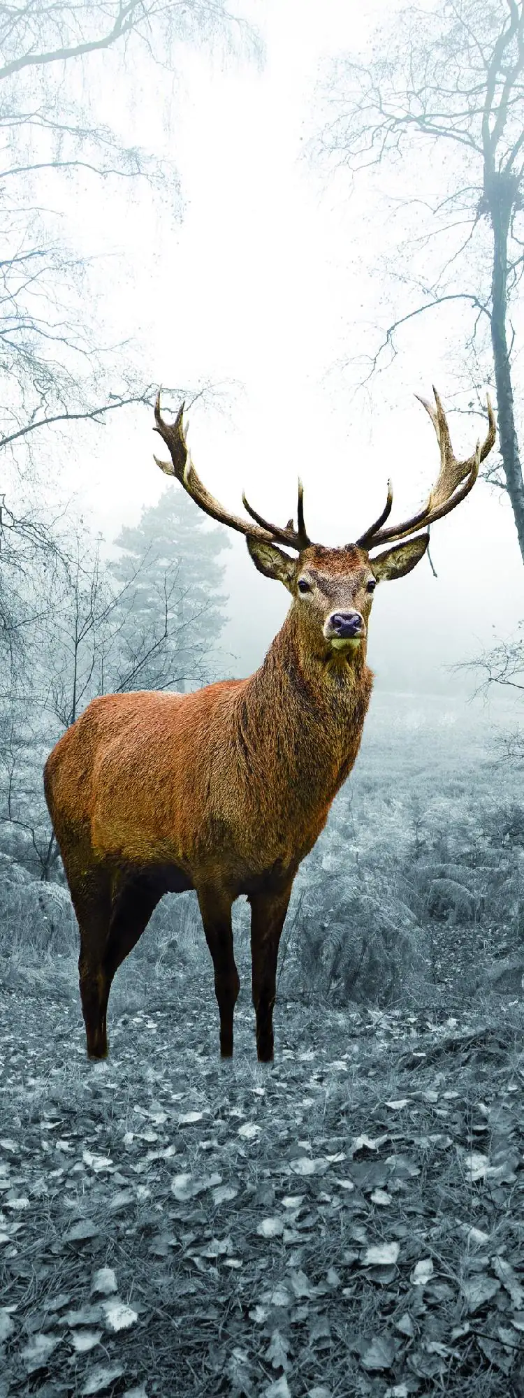 Deco-Glas Bild - Hirsch 80 x 30 cm