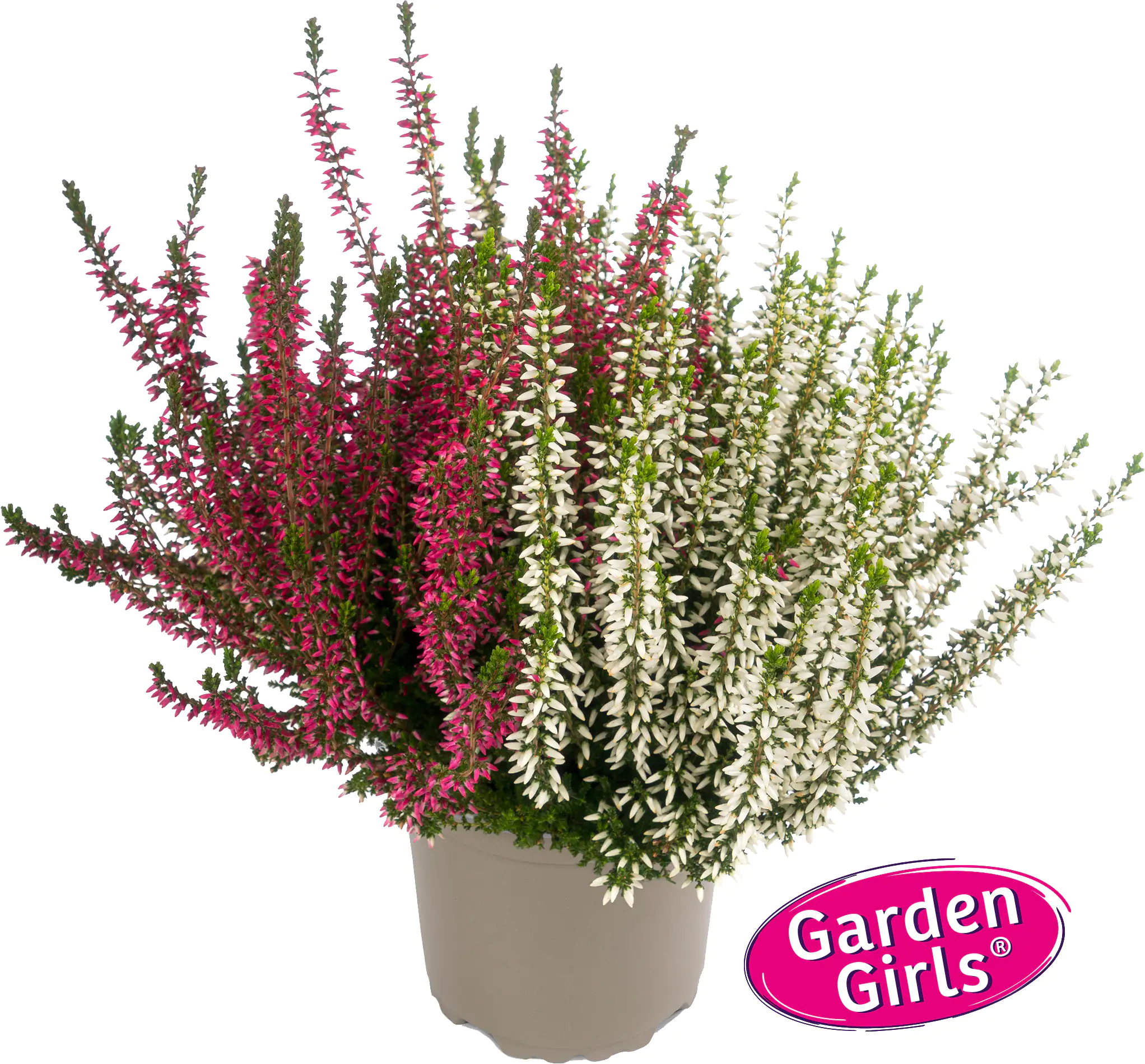 Heidekraut Calluna Garden Girls Twin 11 cm Topf Heidekraut Calluna Garden Girls Twin 11 cm Topf