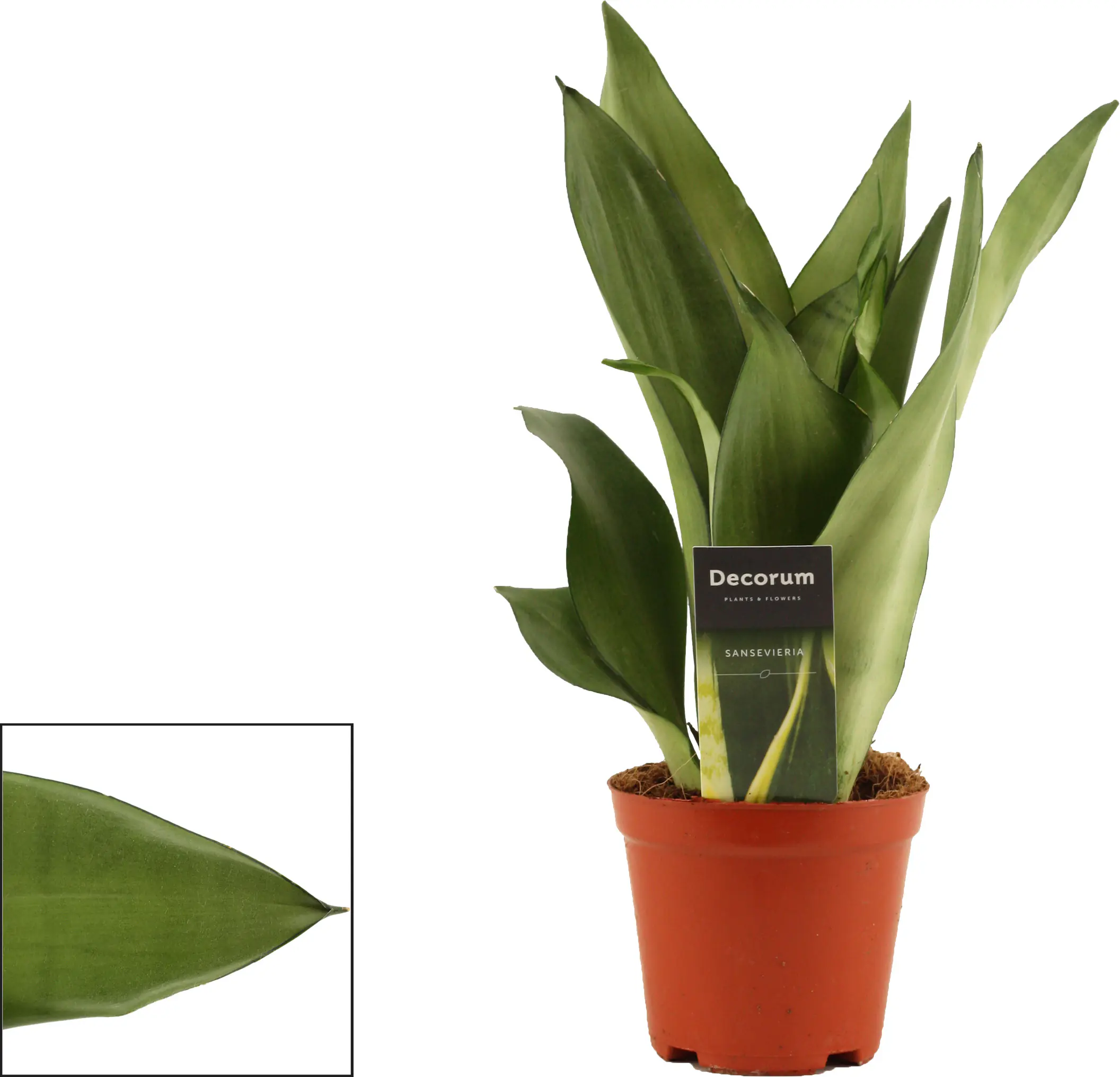 Sondersorten Sansevieria Bogenhanf im 12 cm Topf Sondersorten Sansevieria Bogenhanf im 12 cm Topf