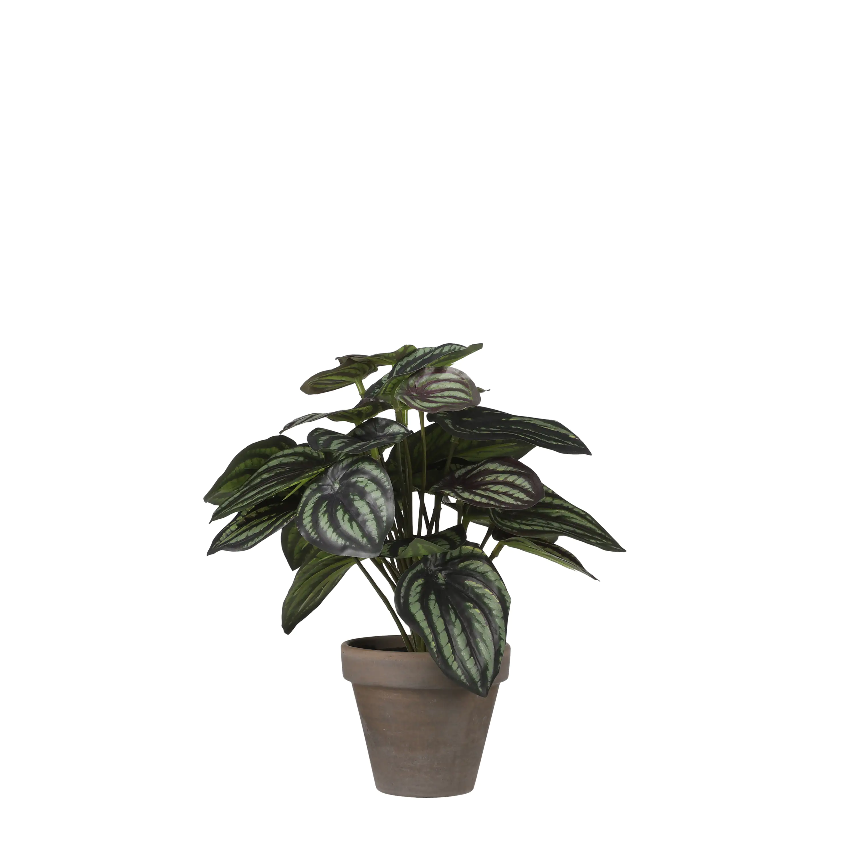 8718861774276 Mica Kunstpflanze Peperomia dunkelgrün, 24 x 23 cm