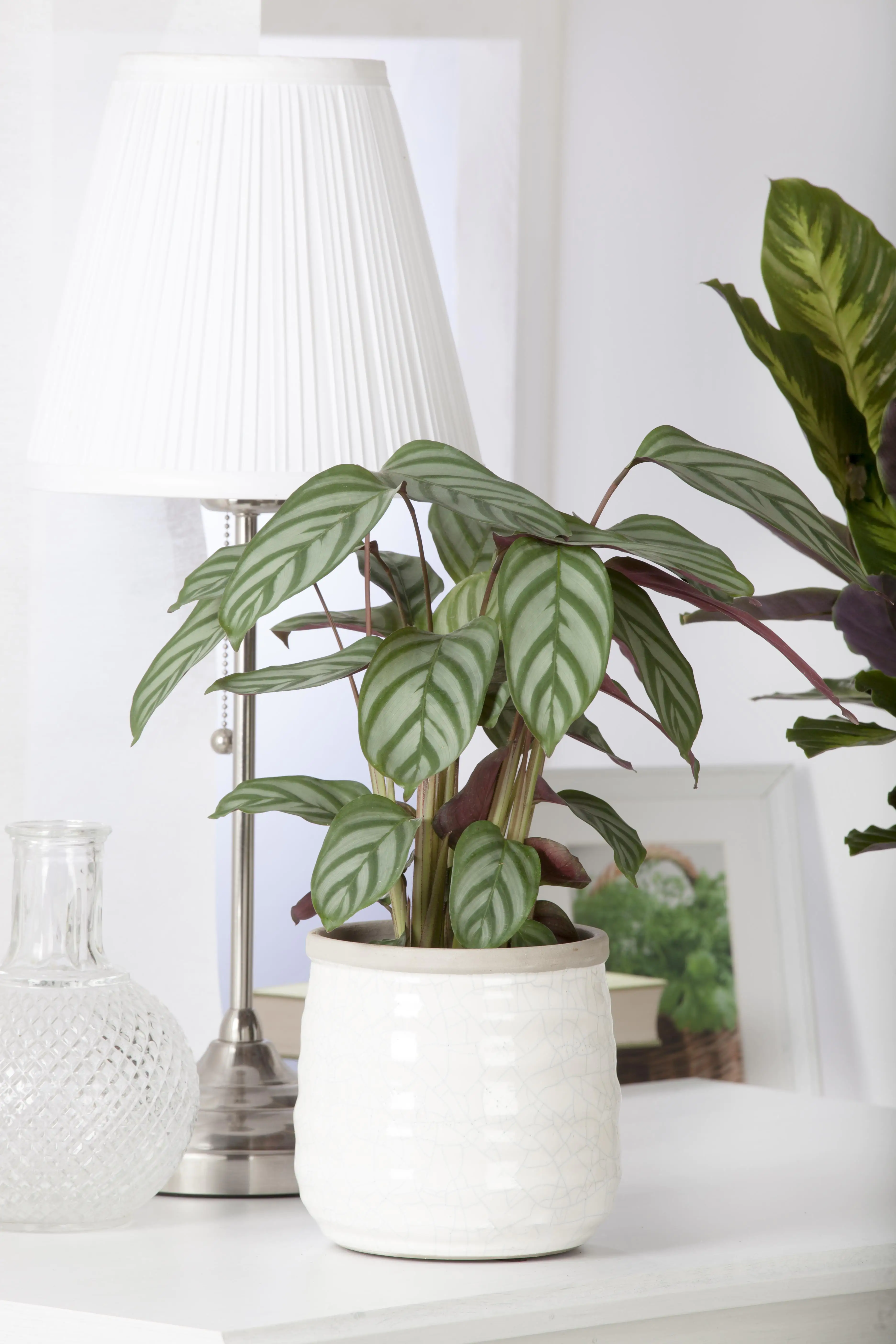 Calathea Medallion Korbmarante 45 cm 14 cm Topf