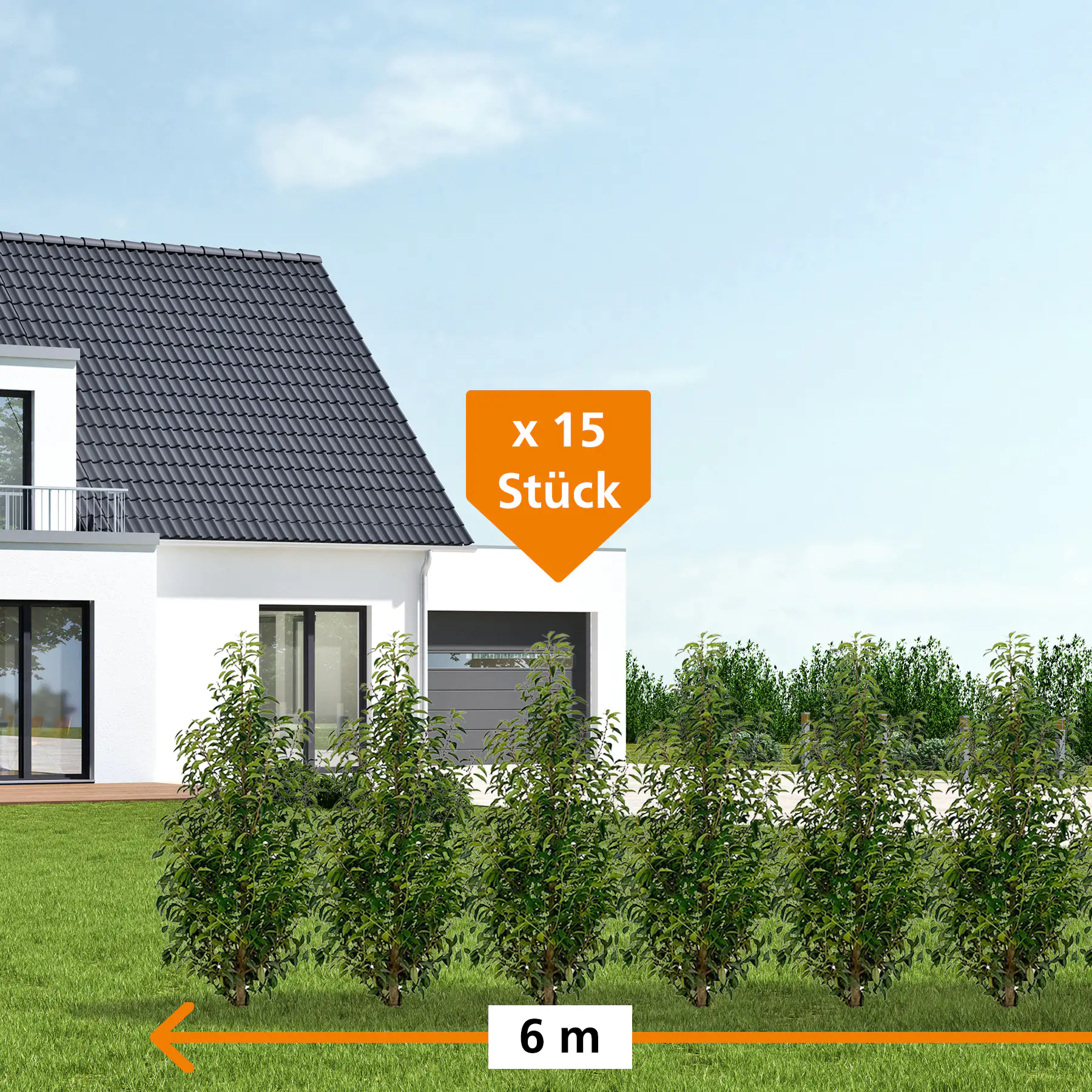 Portugiesische Kirschlorbeer Prunus ang. Lusitanica H 140 - 160 cm 15 Stück