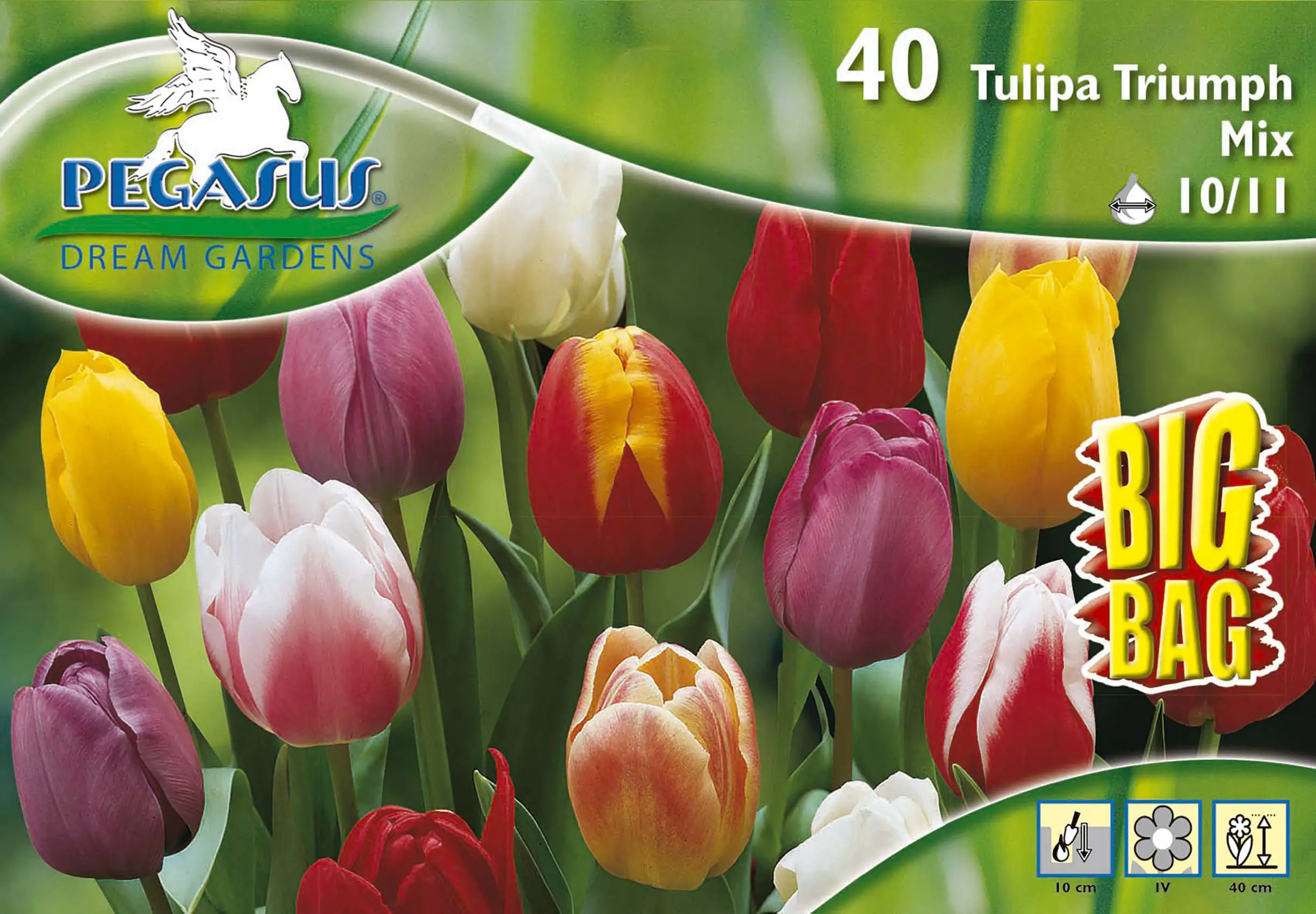 Kiepenkerl Blumenzwiebel Tulpen Triumph-Mix BigBag Tulipa x Hybrida, Inhalt: 19 Stück