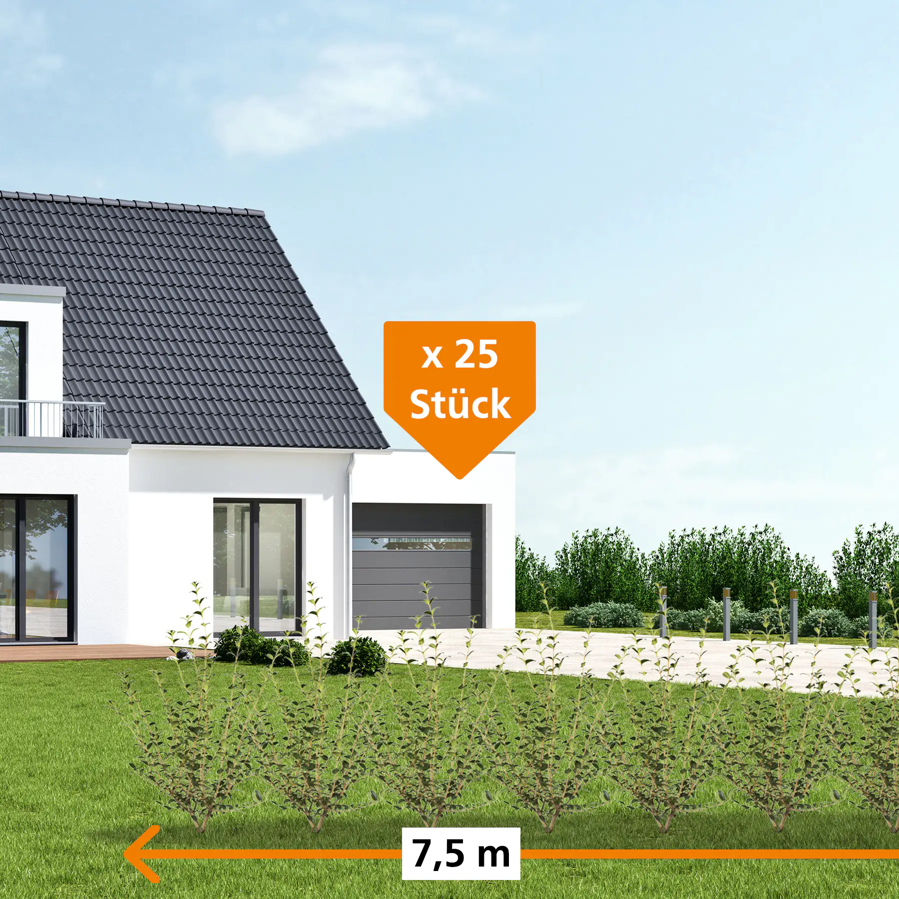 Frühlingsduftblüte Osmanthus Burkwoodii H 60 - 80 cm, 25 Stück