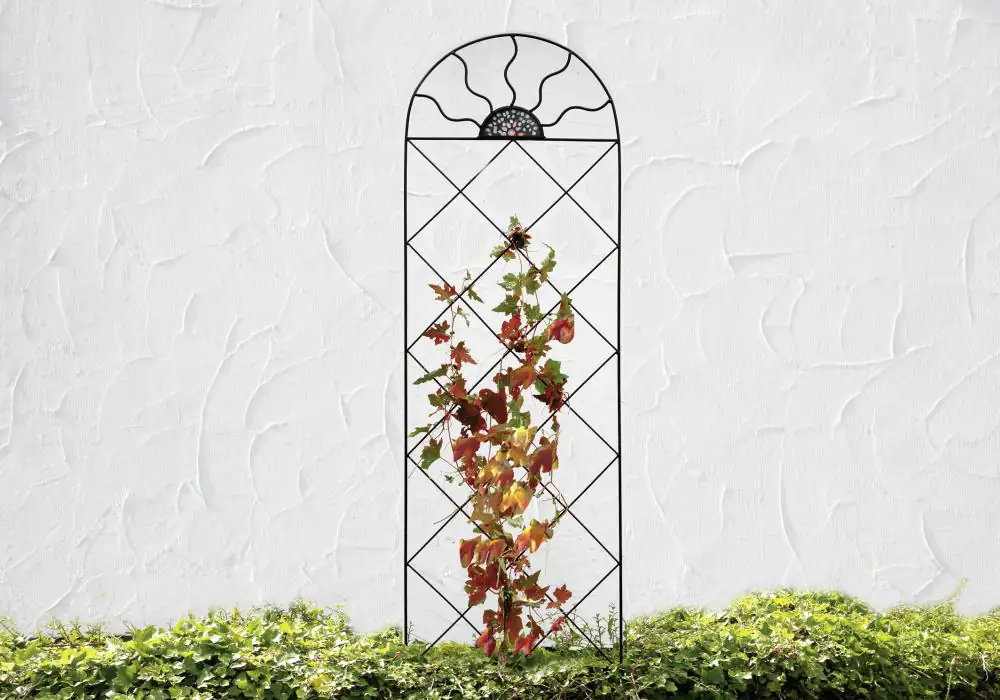 Floraworld Ornament Spalier Comfort 50 x 182 cm