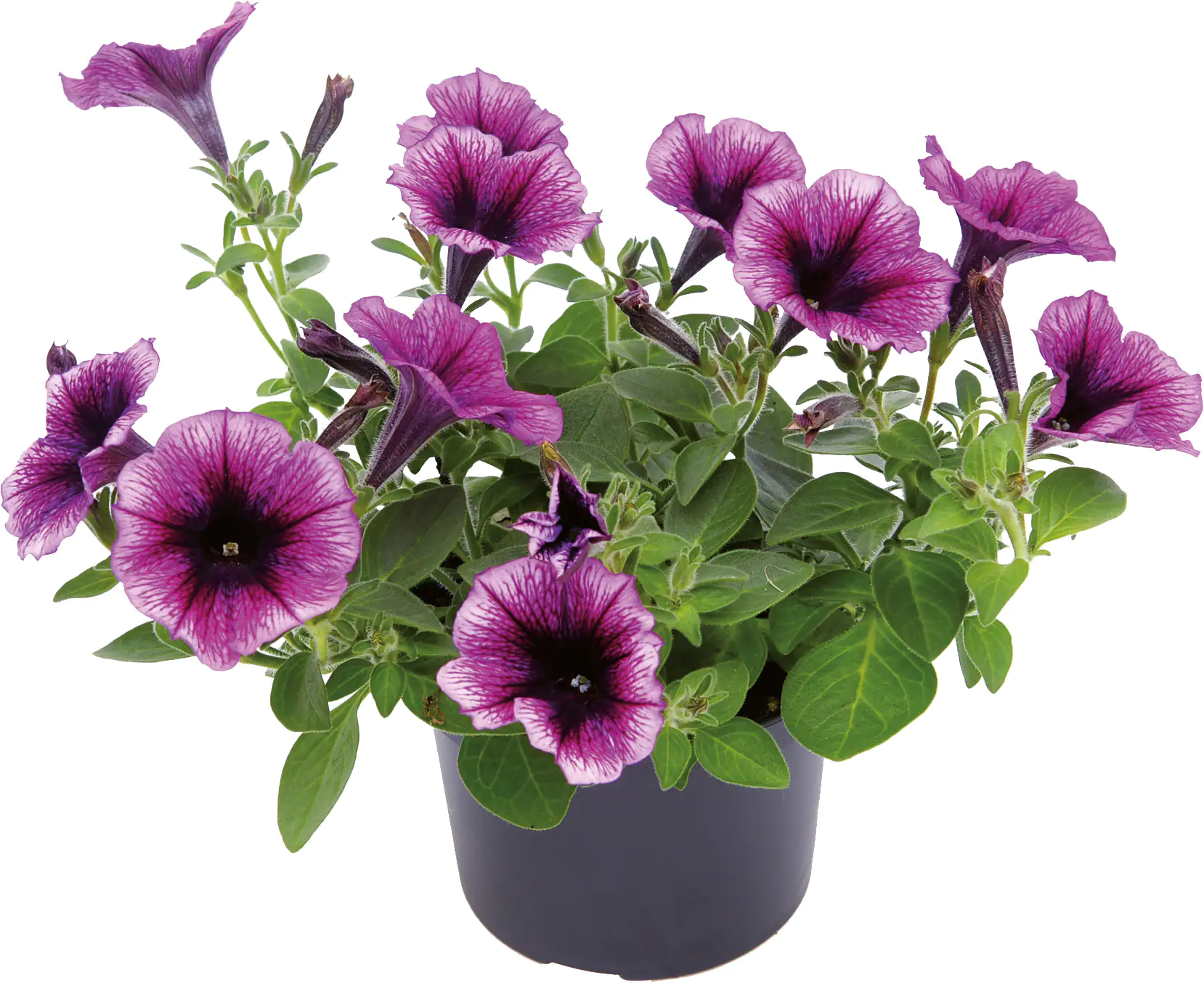 Petunie Petunia Cascadia H 20 cm 10,5 cm Topf