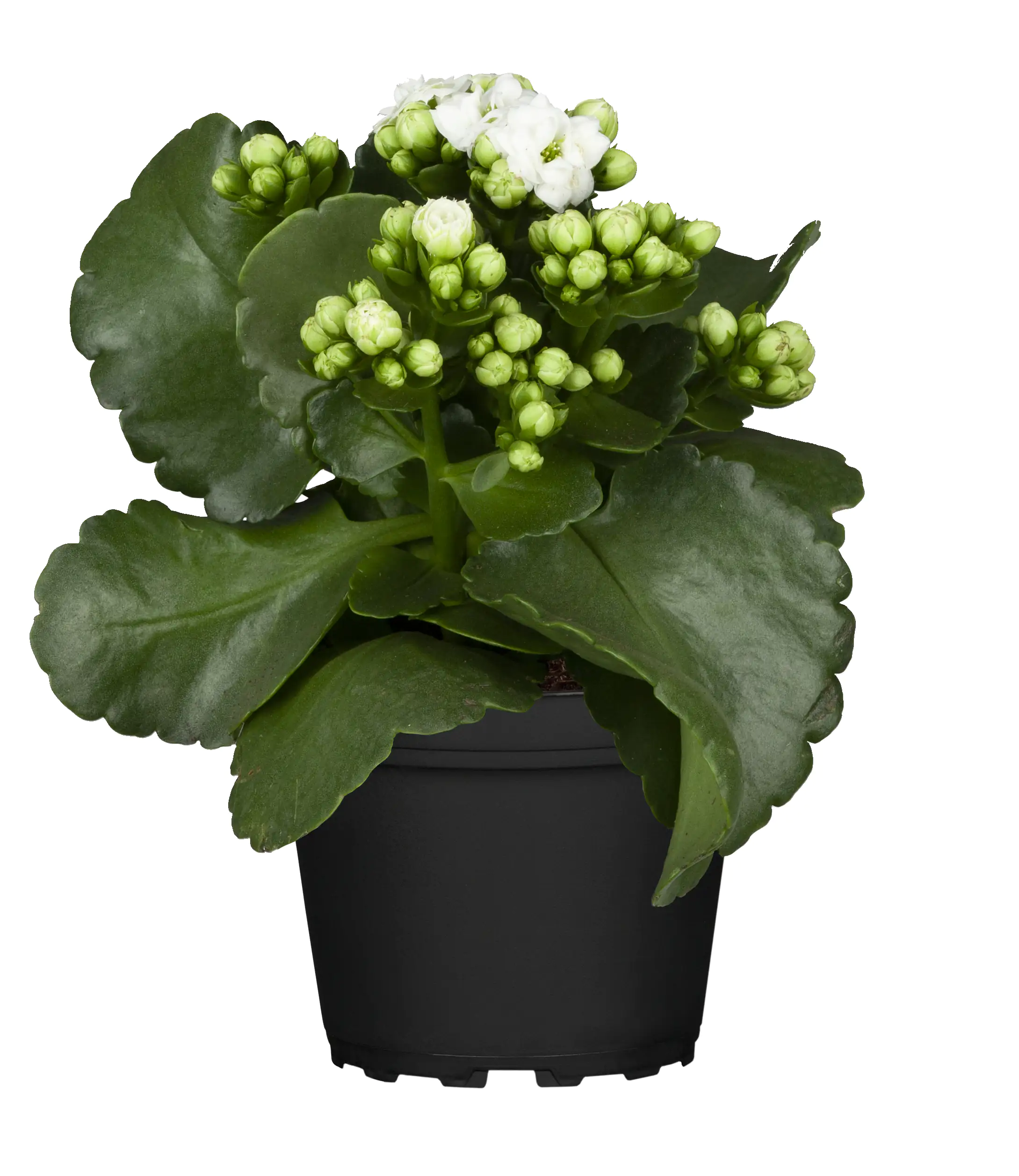 Flammendes Käthchen weiß gefüllt Kalanchoe H ca. 23 cm 10,5 cm Topf