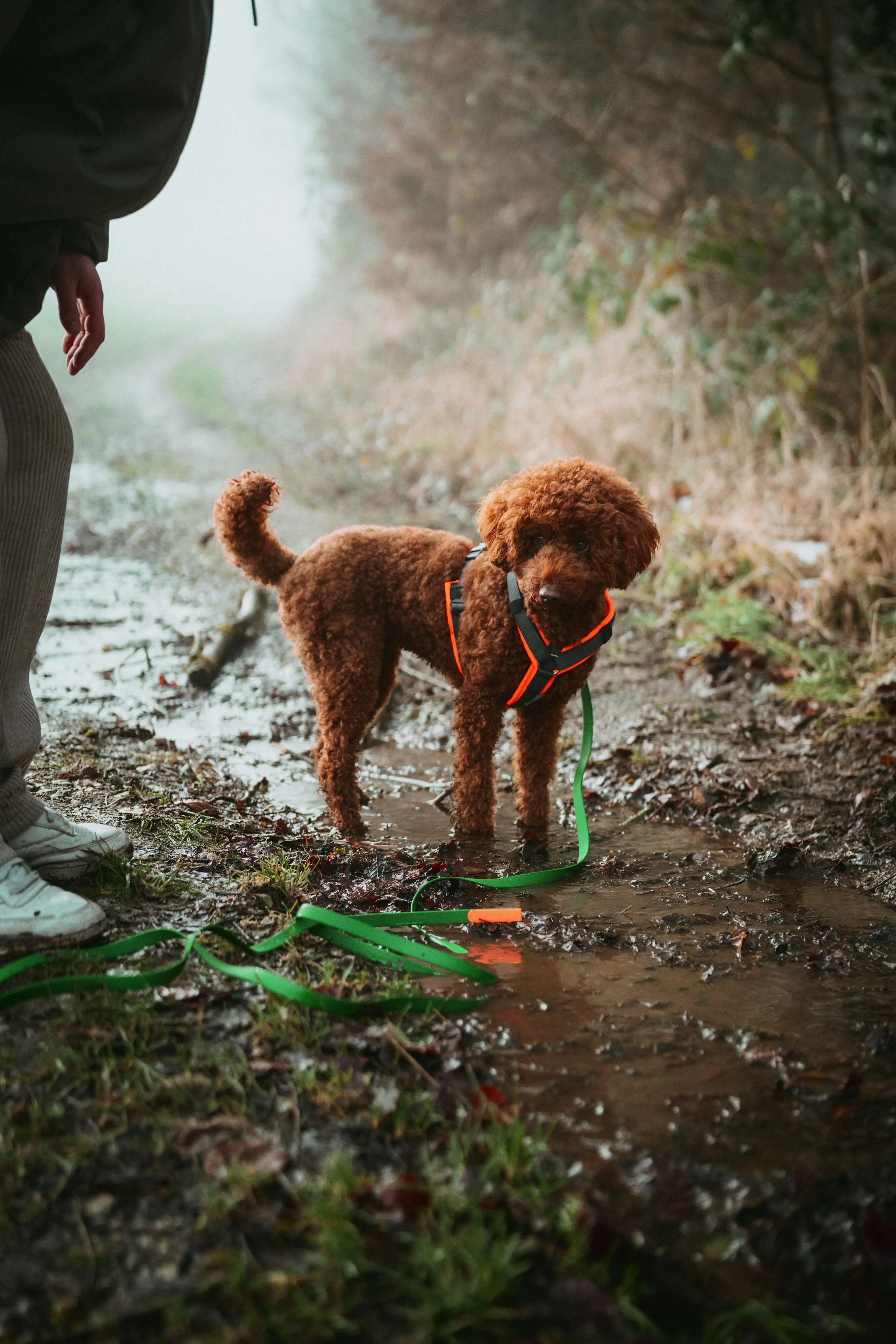 Hunter Hundegeschirr Maldon Up mit Griff S-M orange/grau
