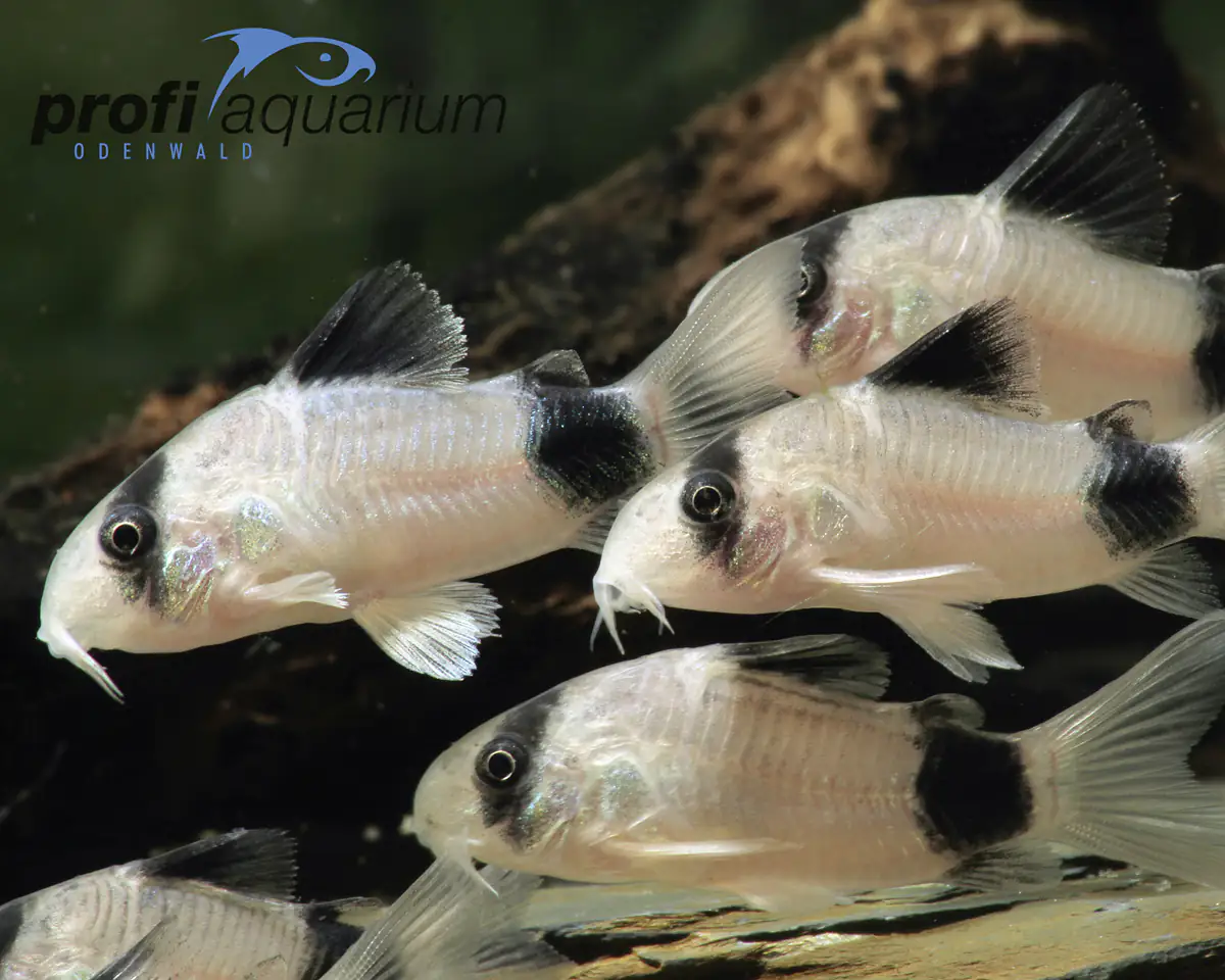Aquariumfisch Panda Panzerwels 3 cm Corydoras panda